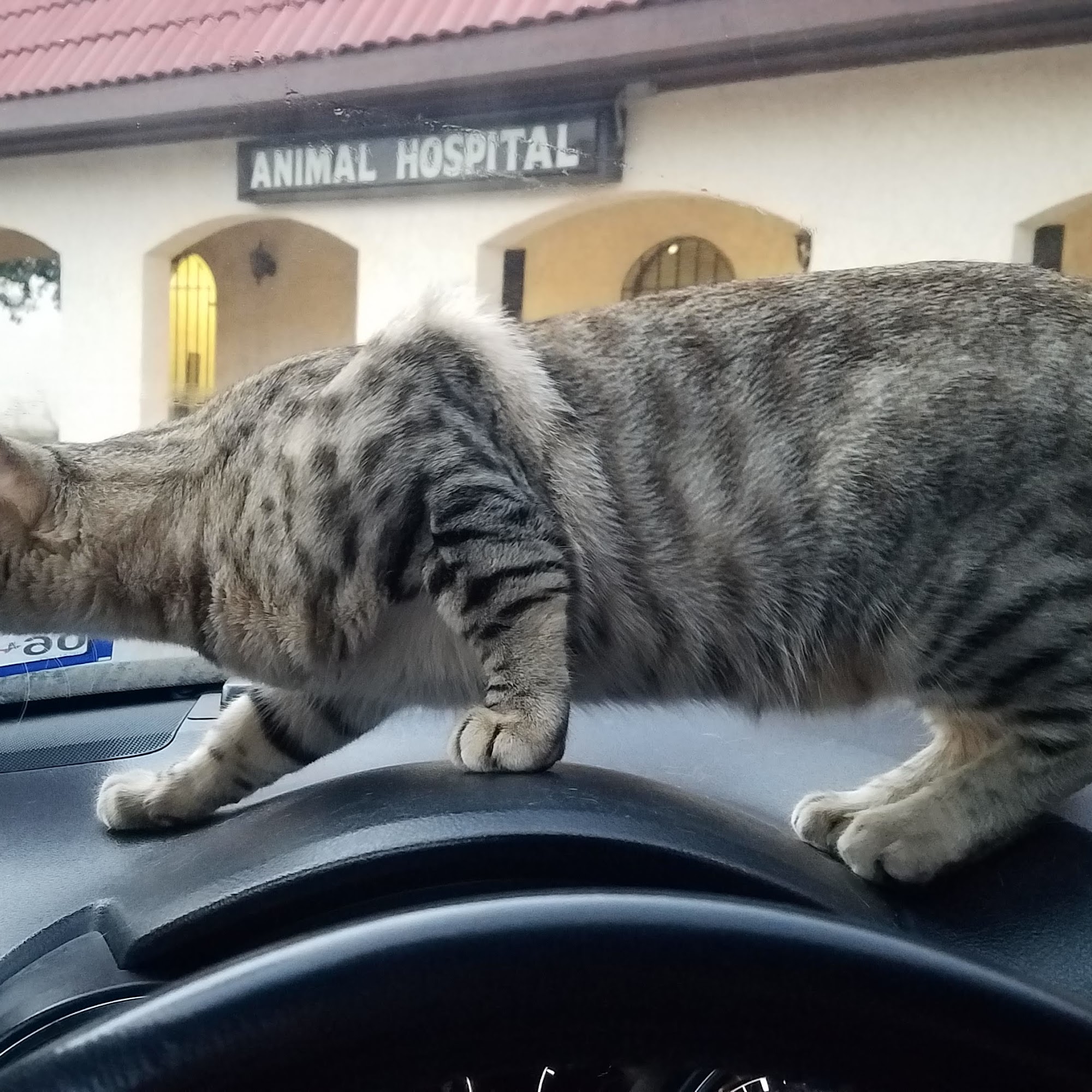 Nolana Animal Hospital Mcallen