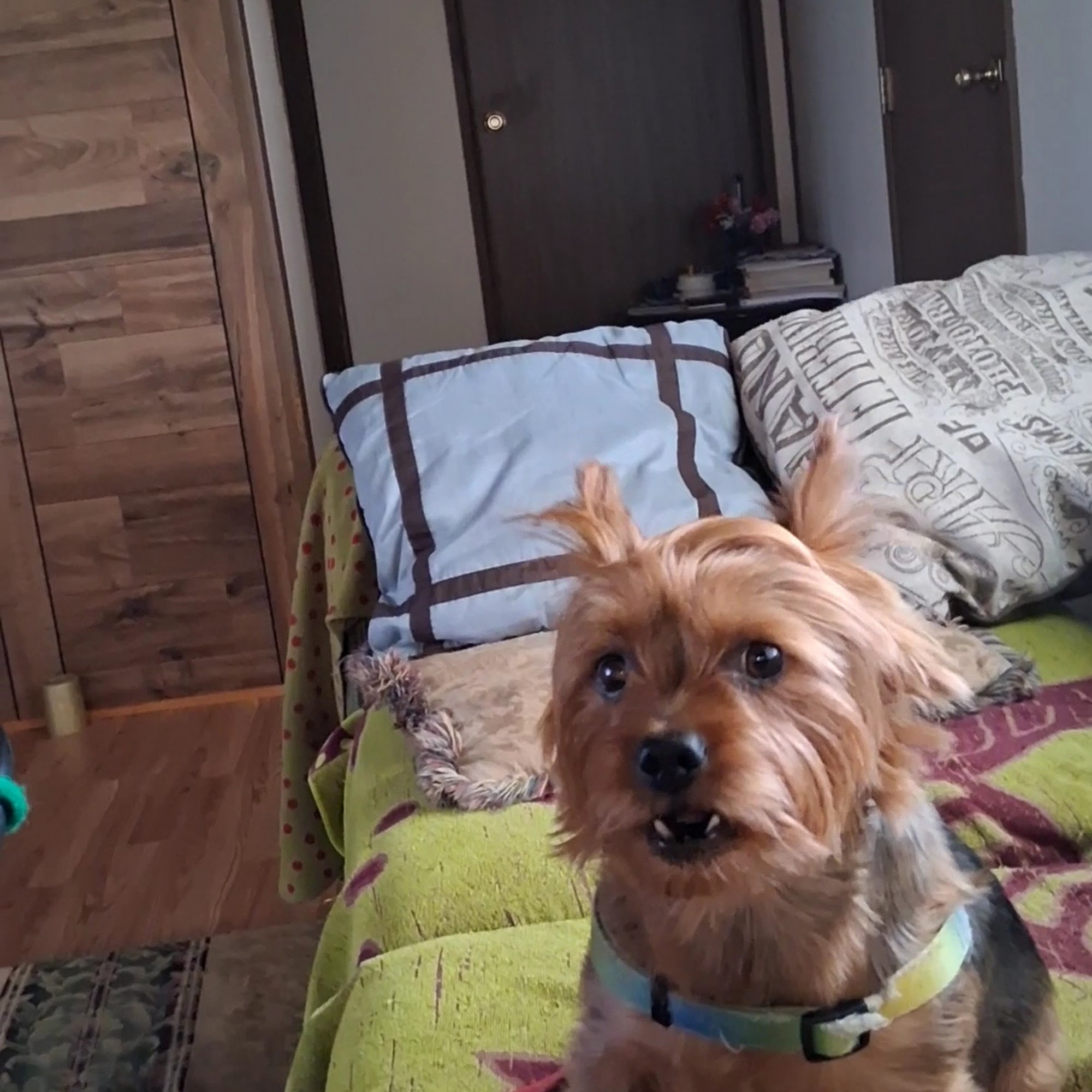 RGV Low Cost Spay/Neuter Clinic Mcallen