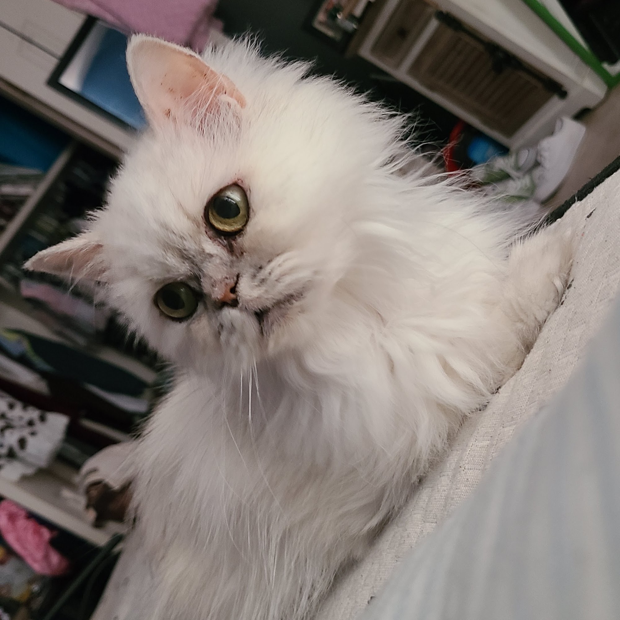 Ware Road Animal Hospital Mcallen