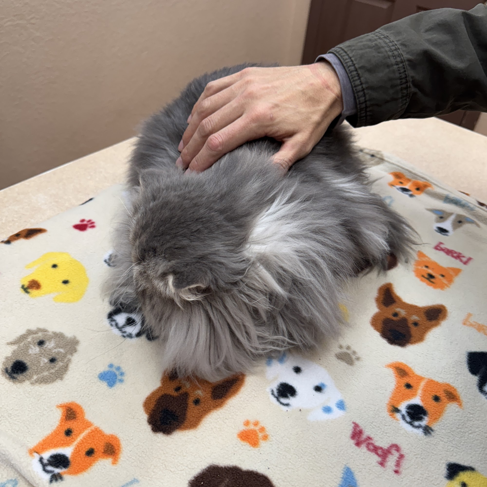 380 West Animal Hospital Mckinney