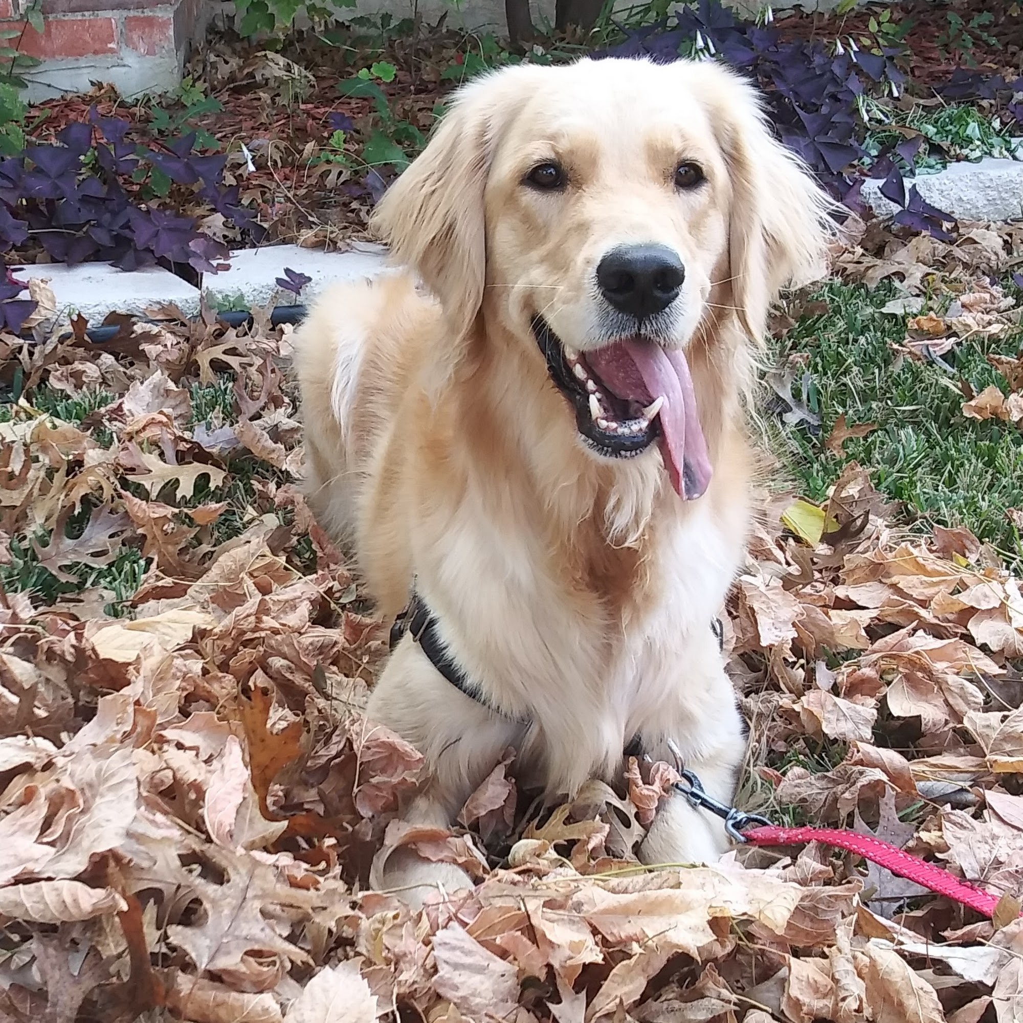 Animal Medical Center of McKinney Mckinney