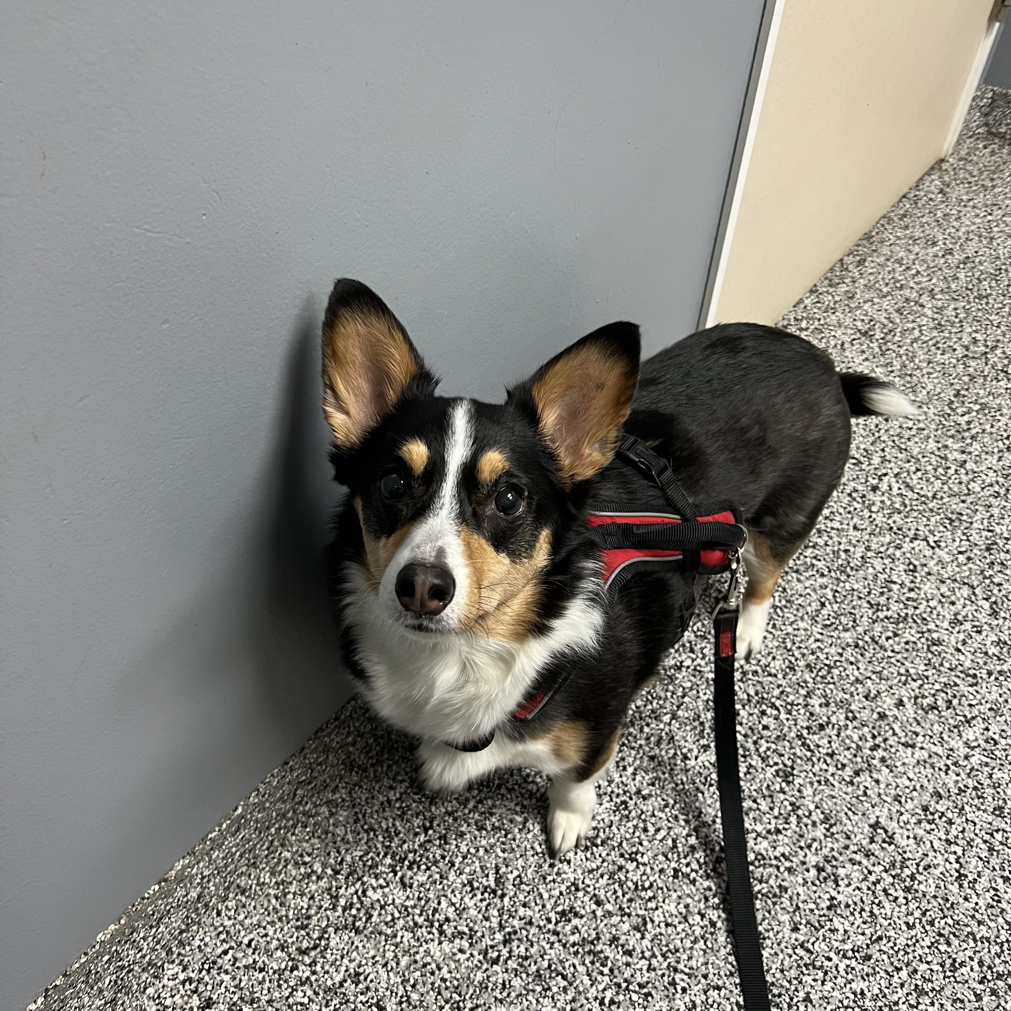 Cross Timbers Veterinary Center & Boarding Facility Mckinney