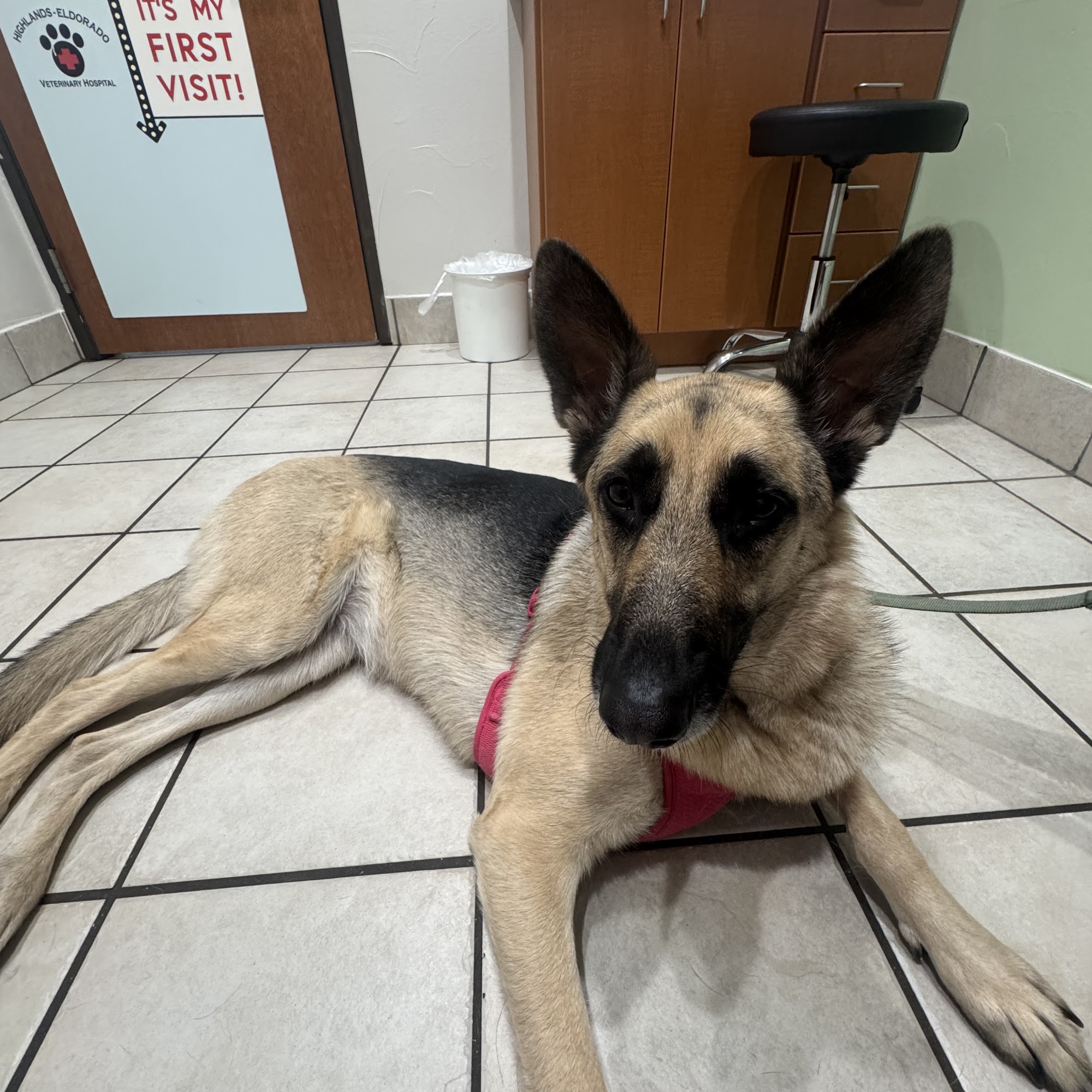 Highlands-Eldorado Veterinary Hospital Mckinney