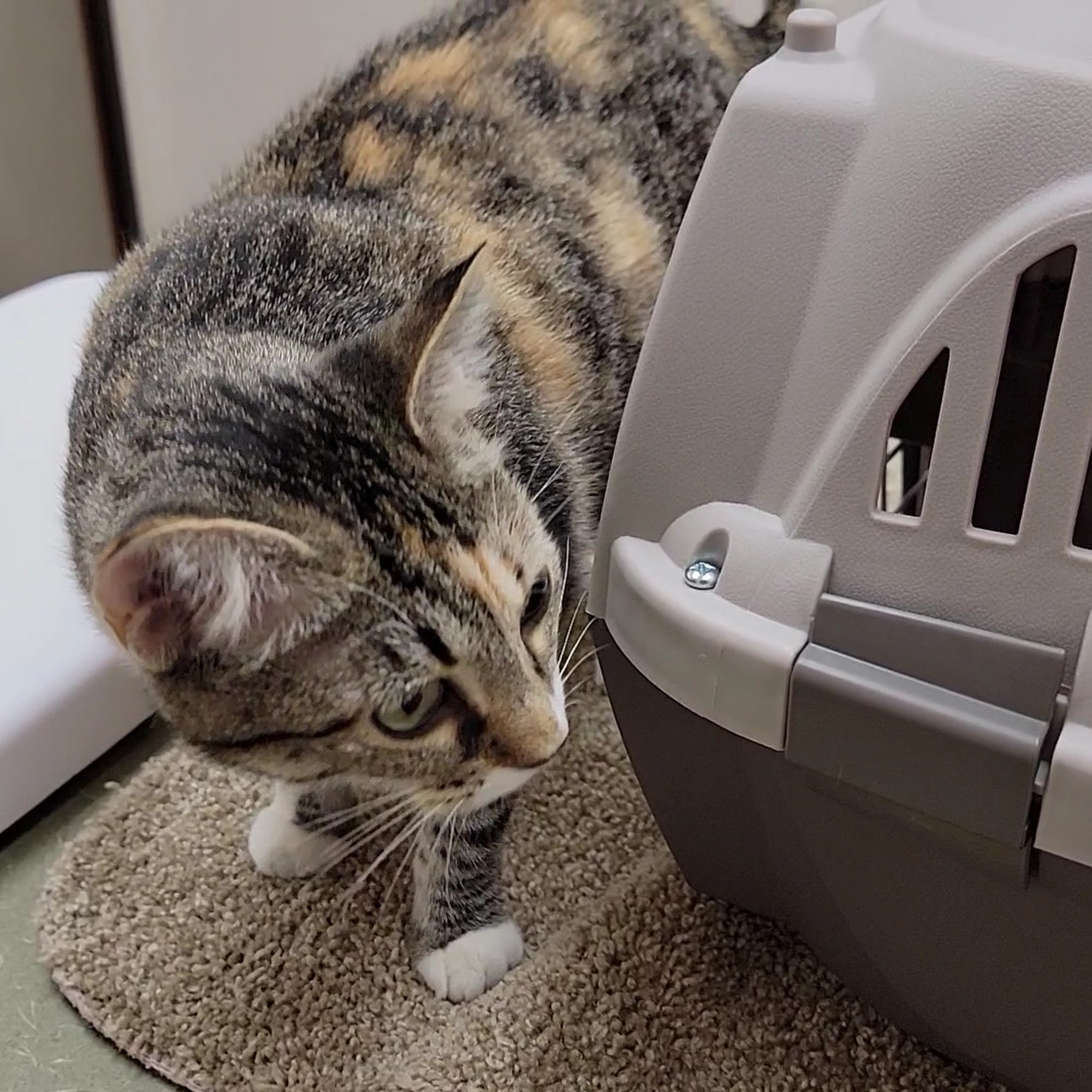 McKinney Animal Hospital Mckinney