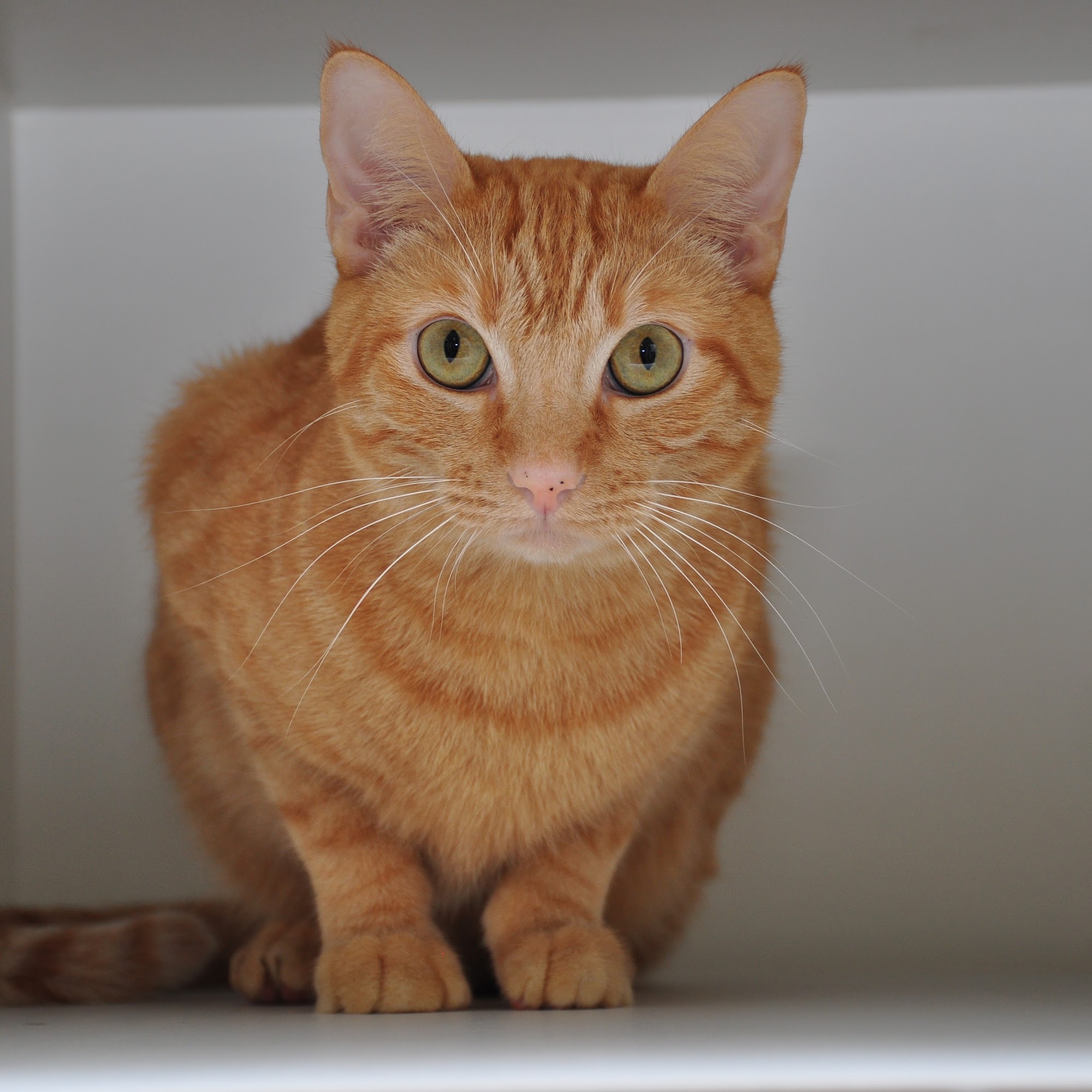 Perky Paws Pet Hospital Mckinney