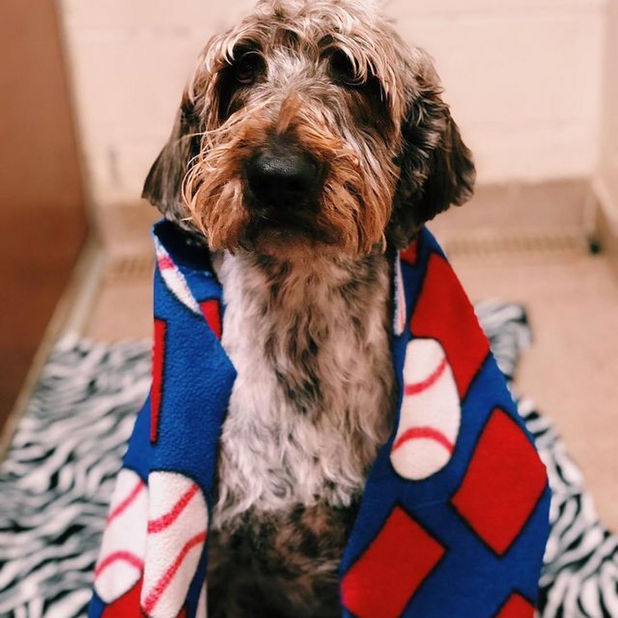 Animal Care Center Mckinney