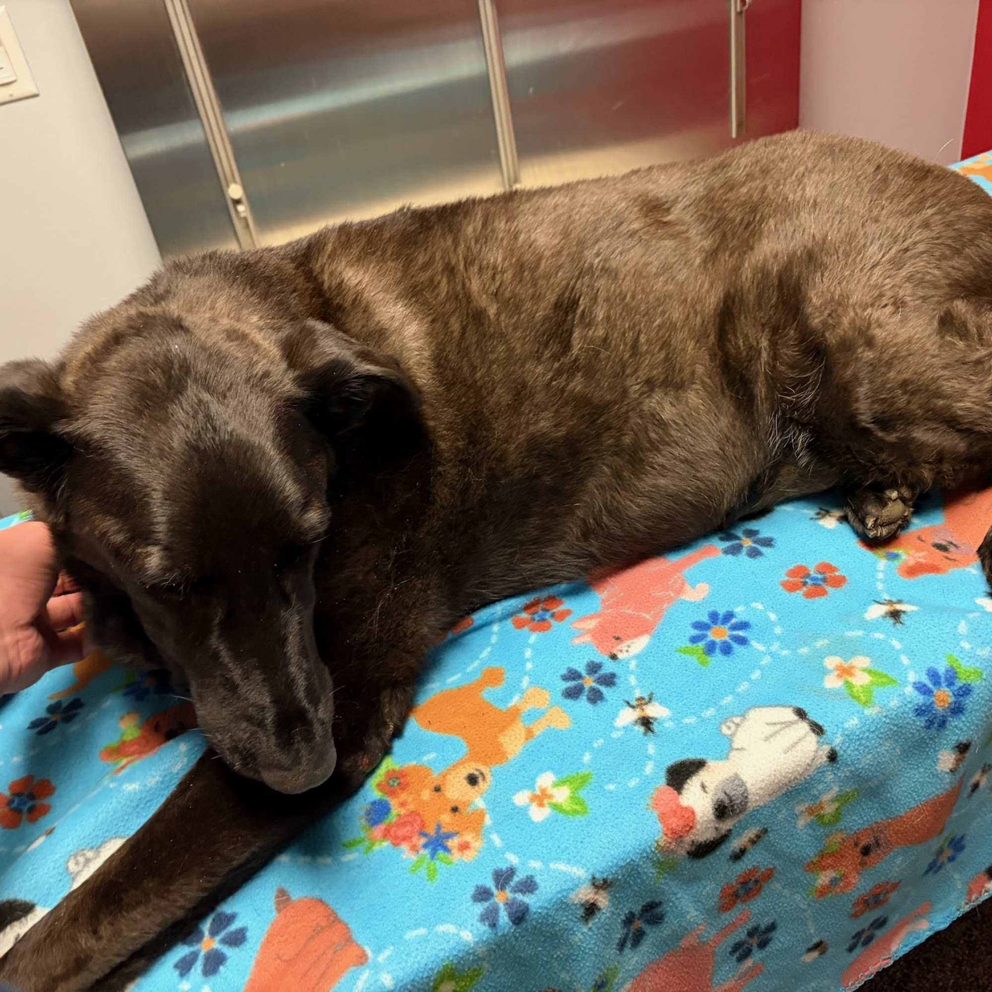 The Shot Spot Mckinney