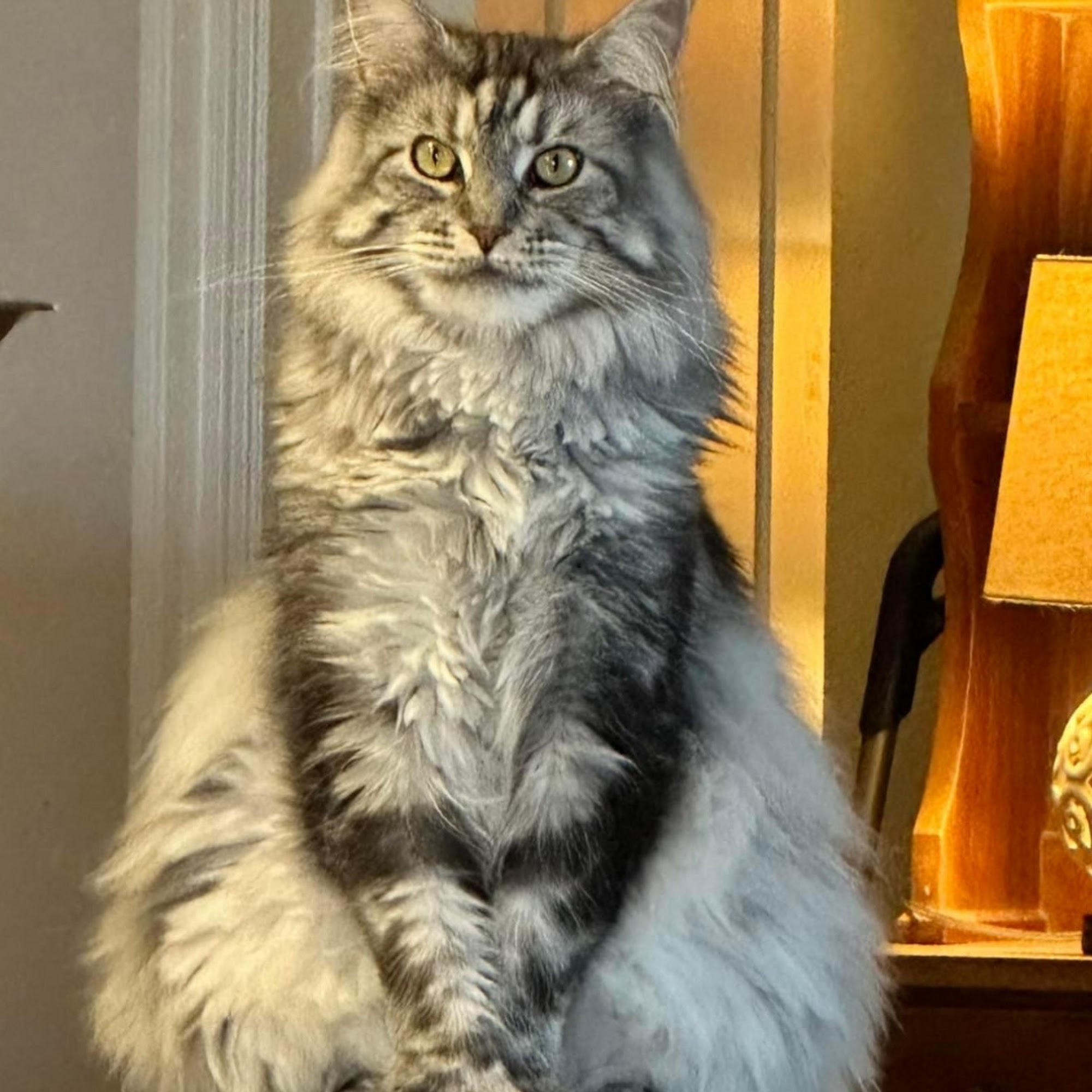 Legacy Pet Grooming Mckinney