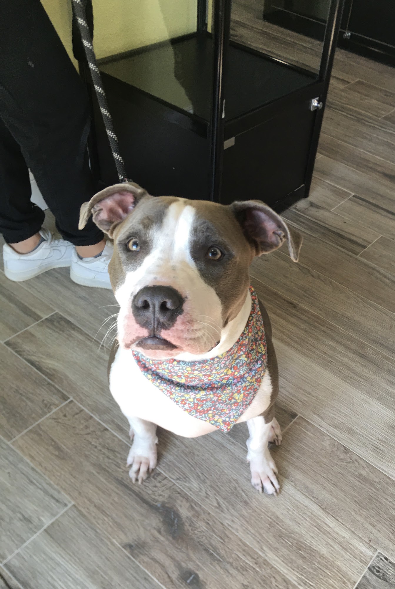 Pretty Polished Paw Mckinney