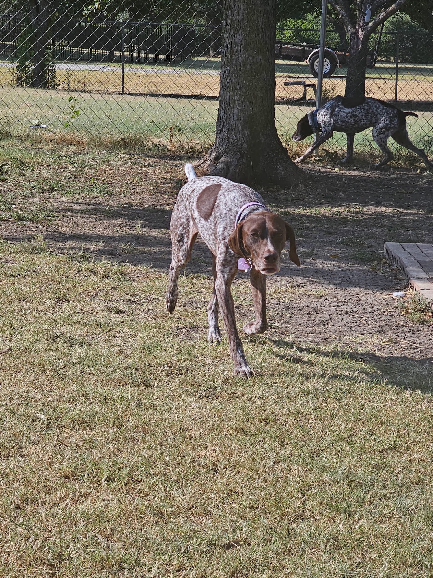 Pawsome Pet Resort & Boarding Mckinney