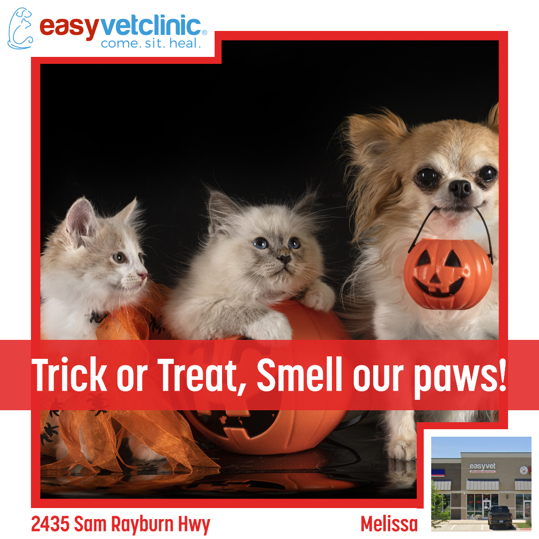 easyvet Veterinarian Melissa Melissa