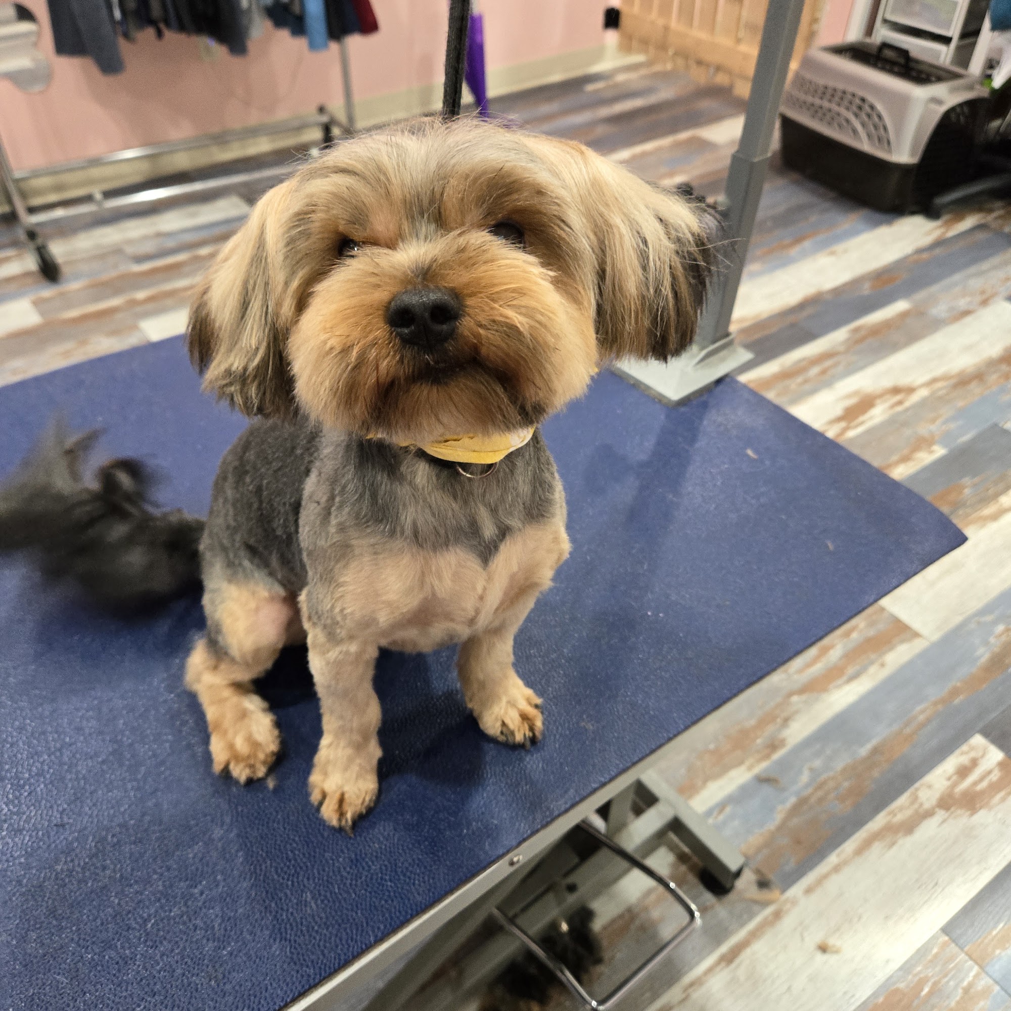 PUPpoozi's Doggie Day Spaw LLC Meridian