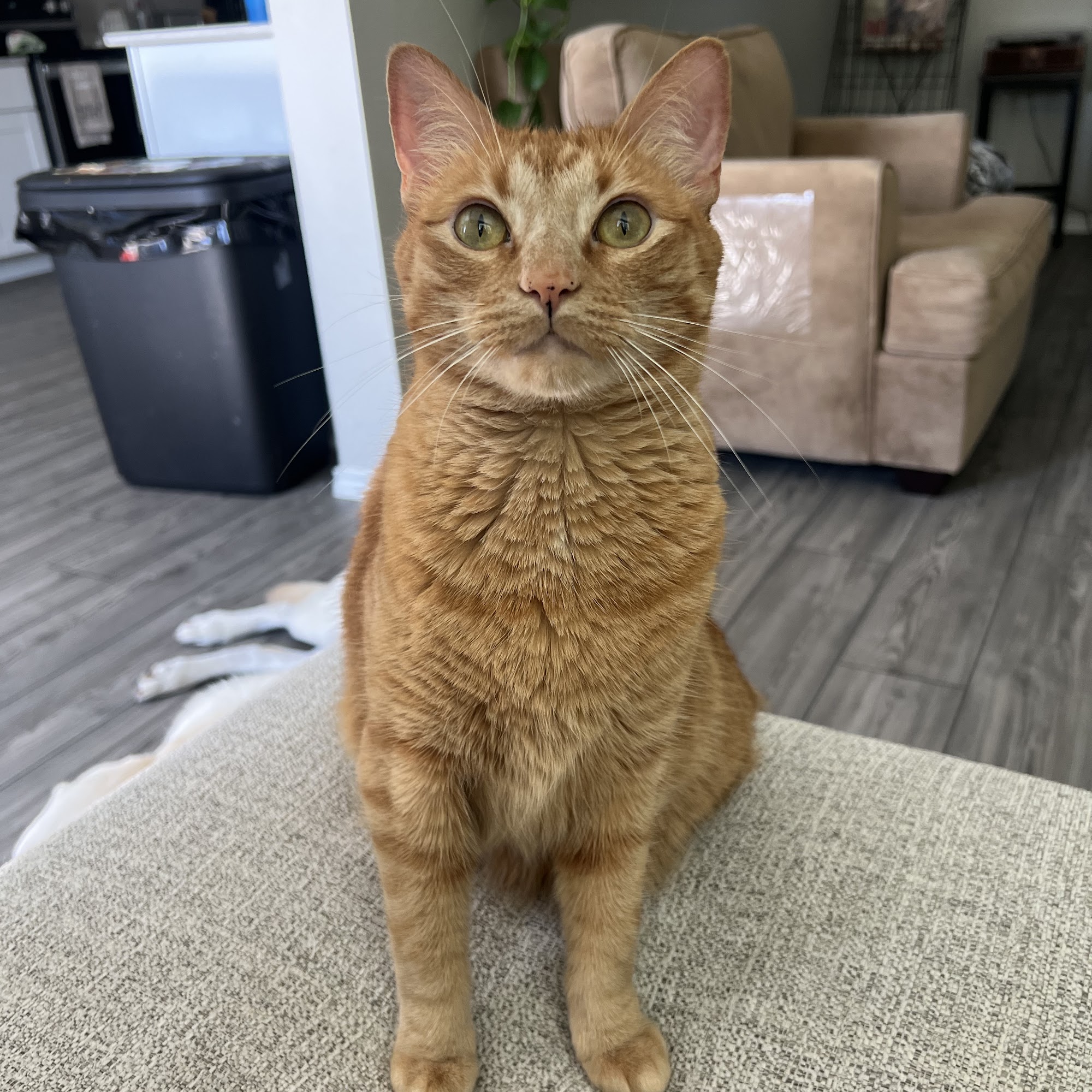 BluePearl Pet Hospital Mesquite