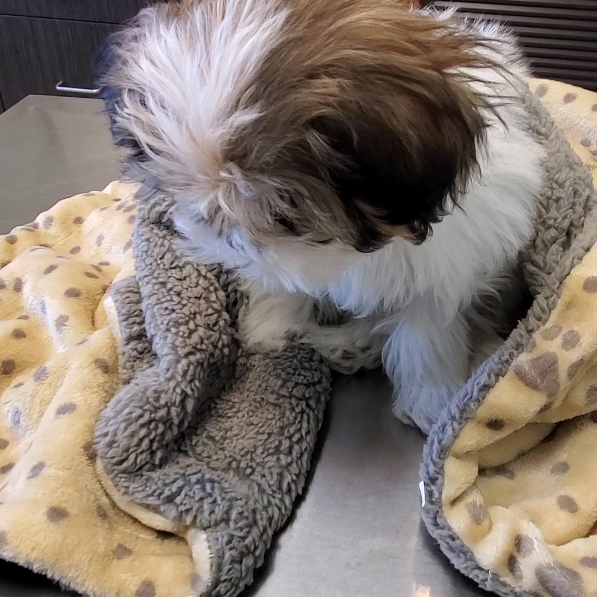 Thrive Pet Healthcare Mesquite Urgent Care Mesquite