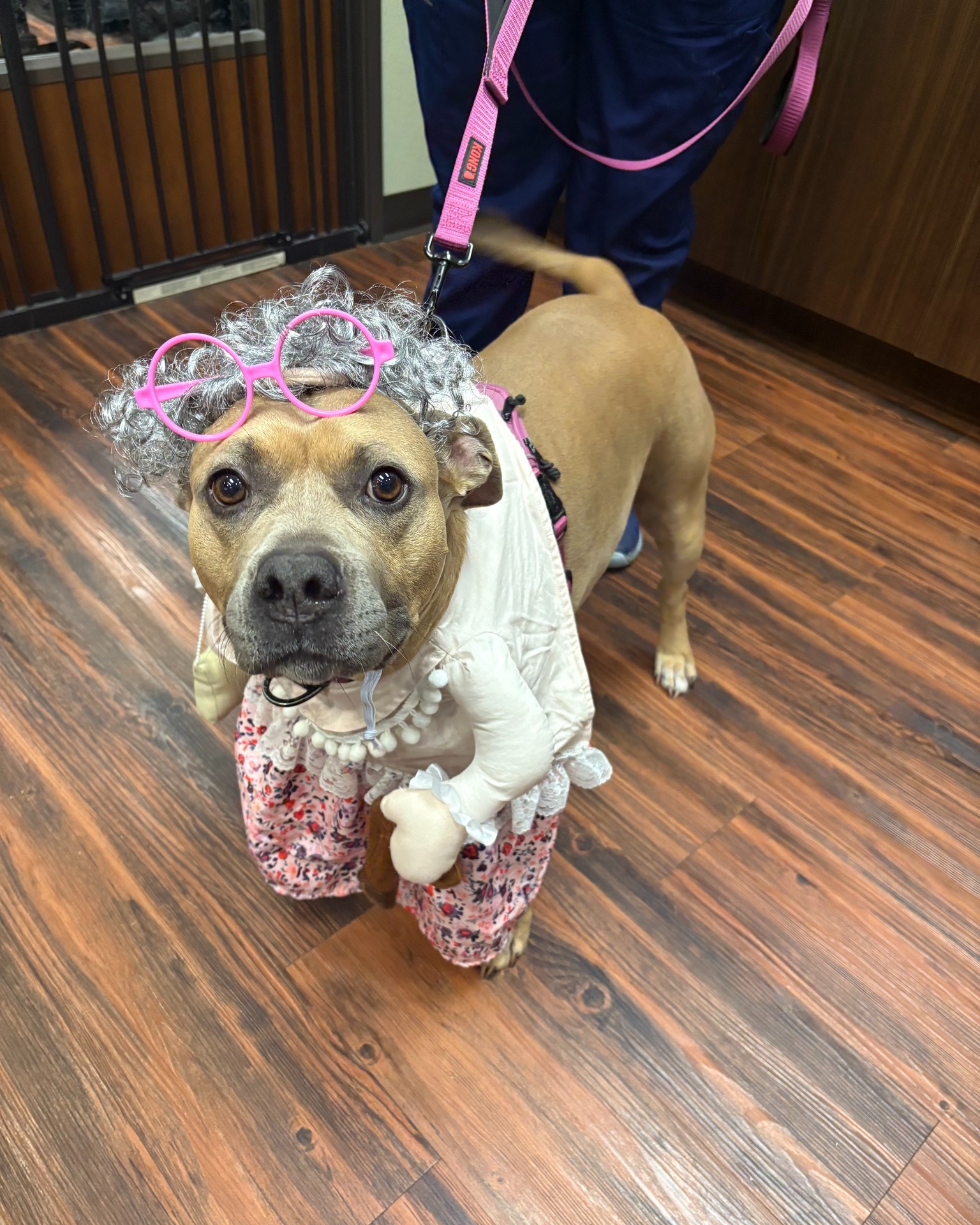 Timber Ridge Animal Medical Center Mesquite