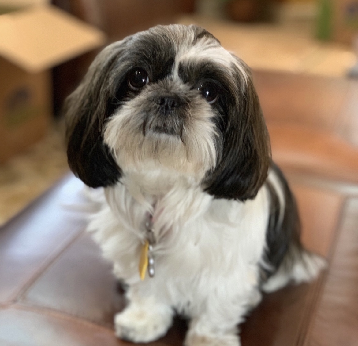 Cobb Veterinary Clinic Midland