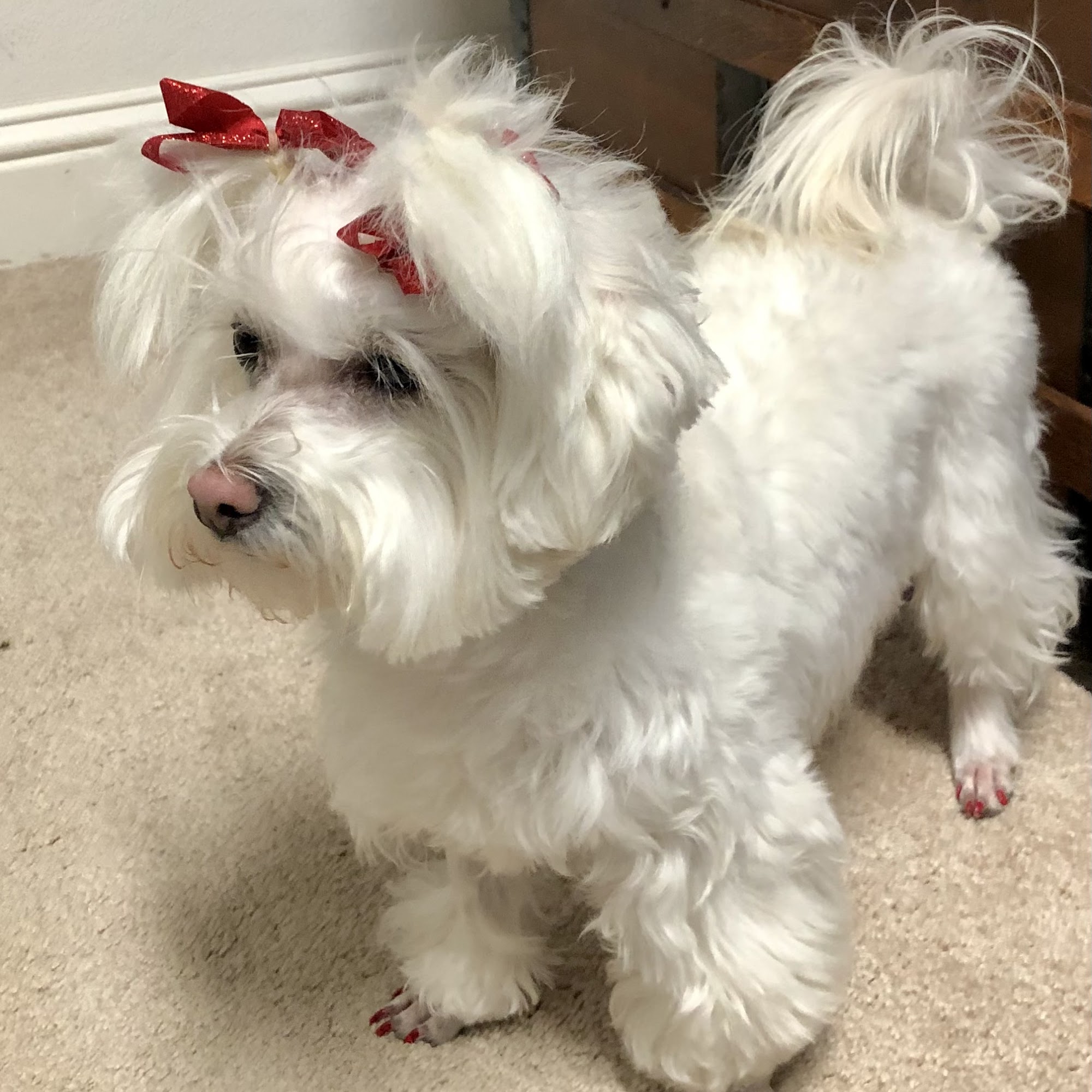 Legacy Animal Emergency Hospital Midland