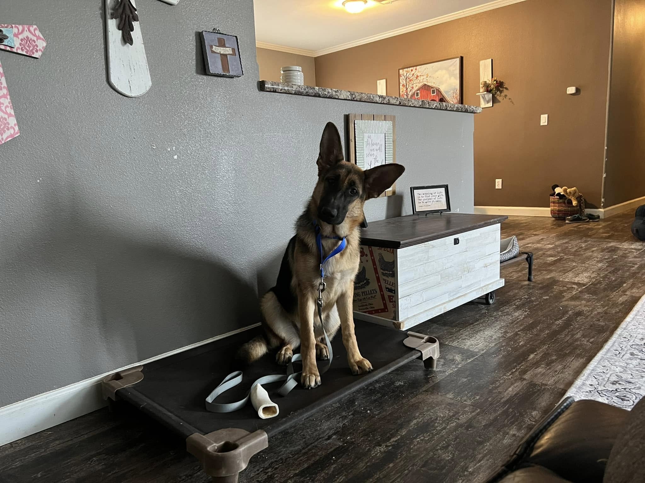 West Texas Canine College