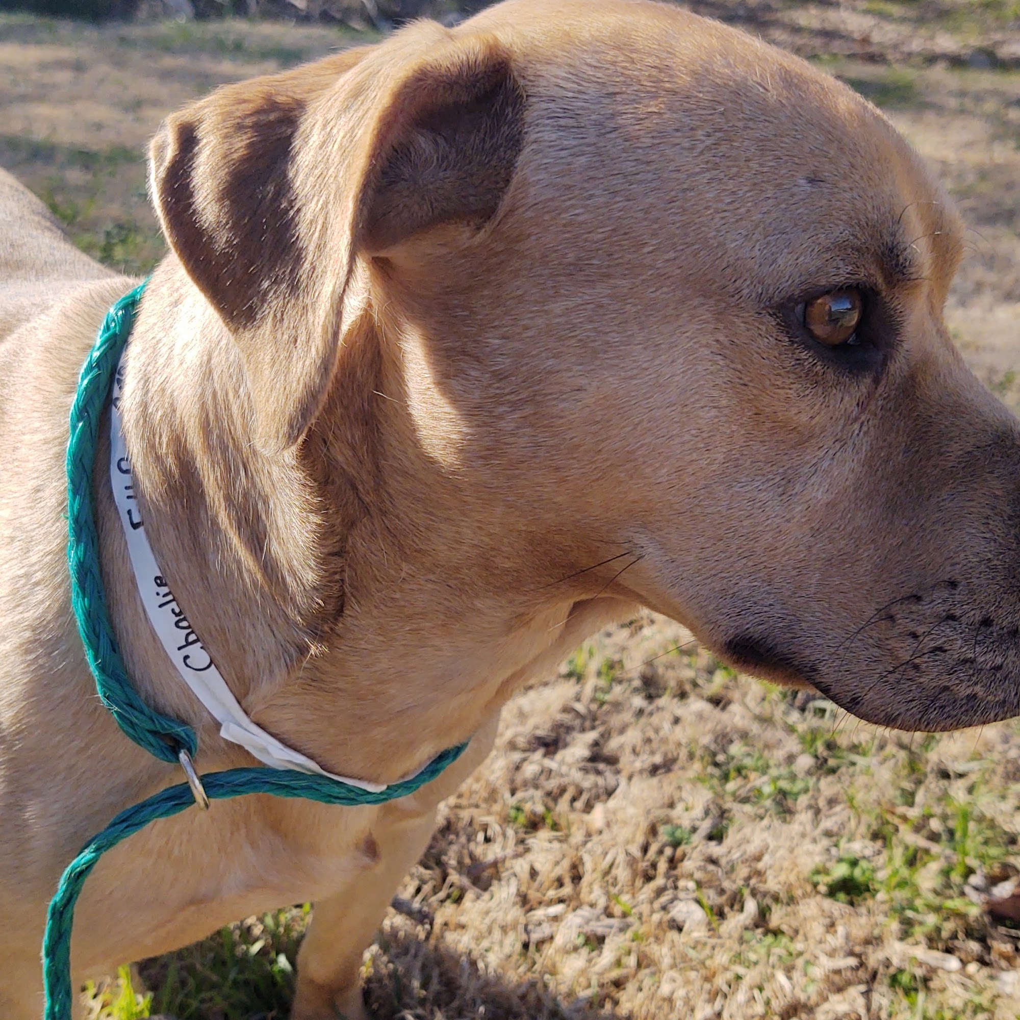 Midlothian Veterinary Clinic Midlothian