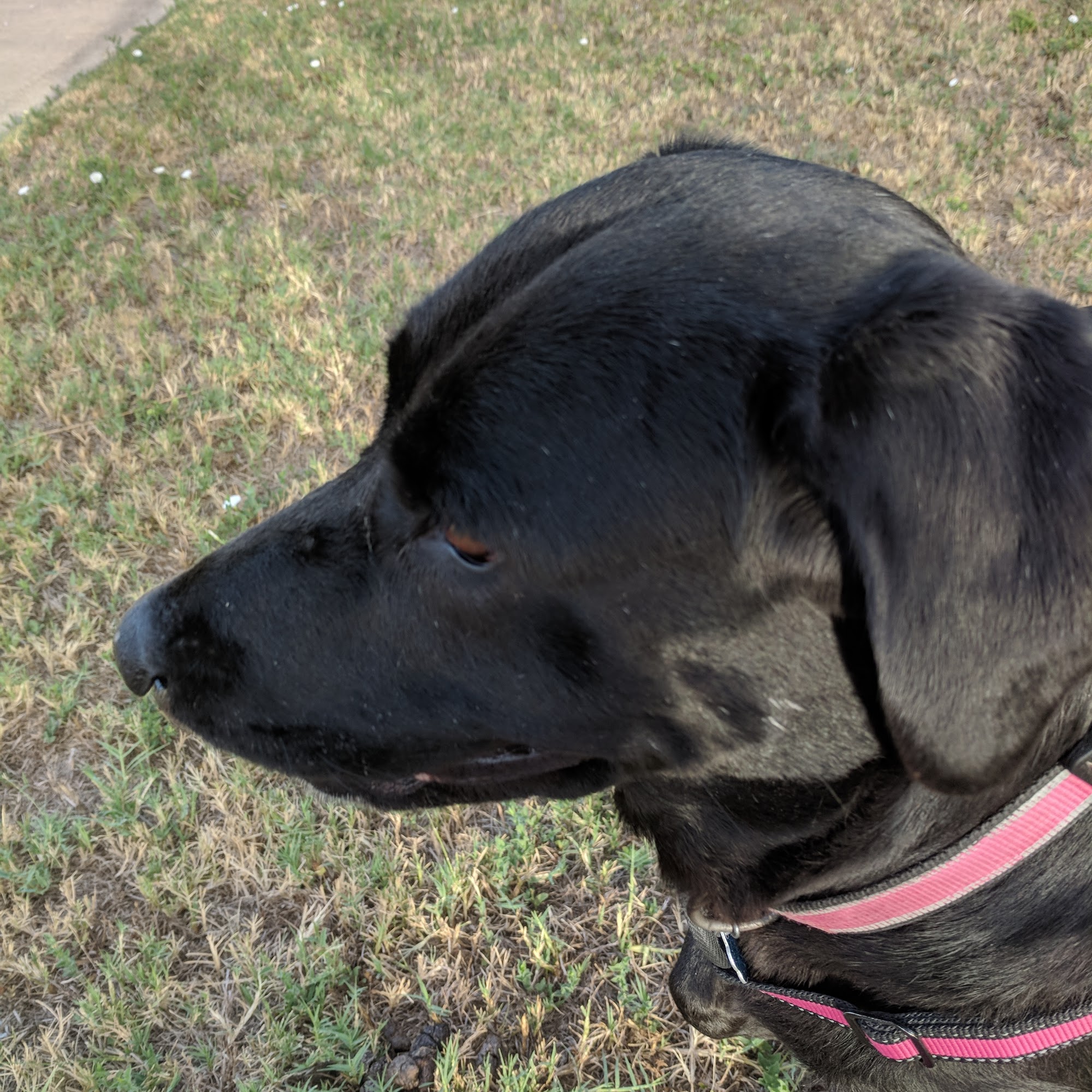 14th Street Veterinary Clinic Midlothian