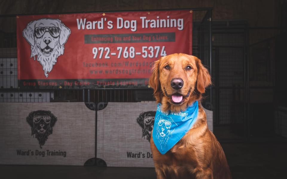 Ward's Dog Training Midlothian