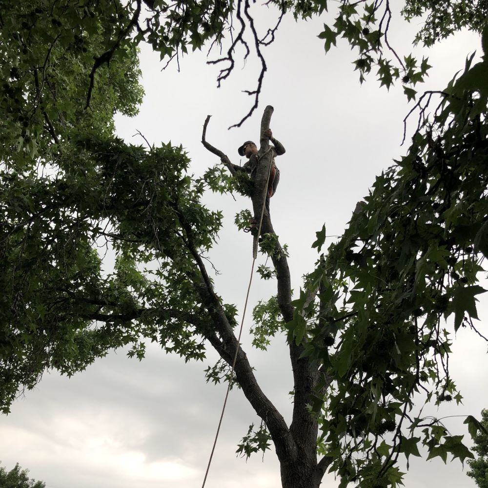 Arborculture Tree Services