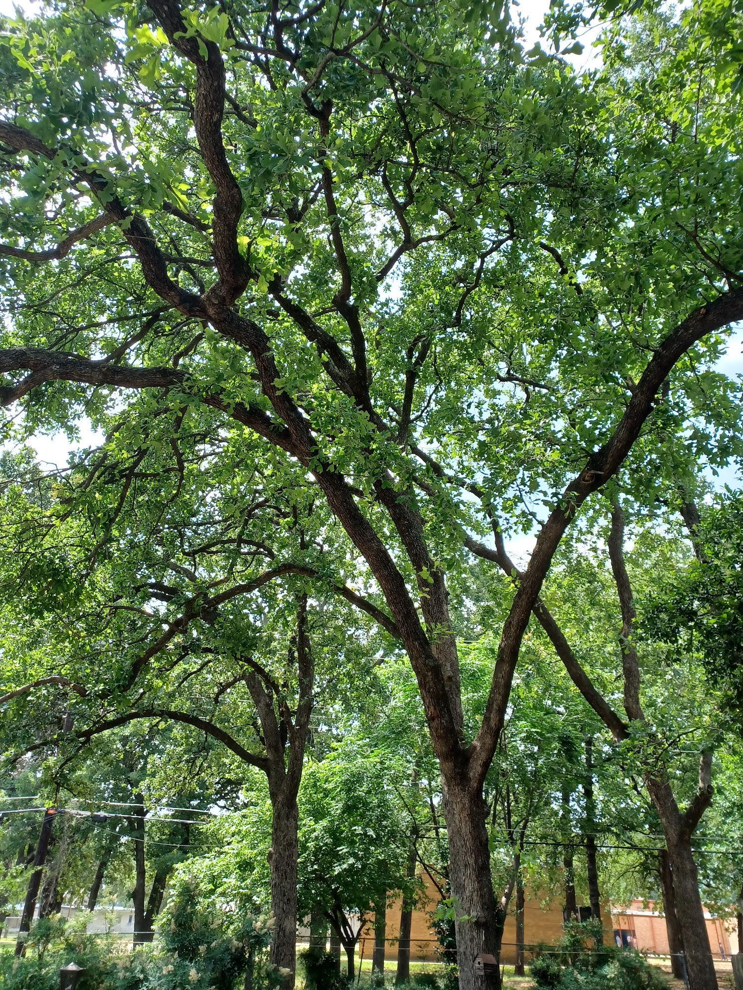 Arborculture Tree Services