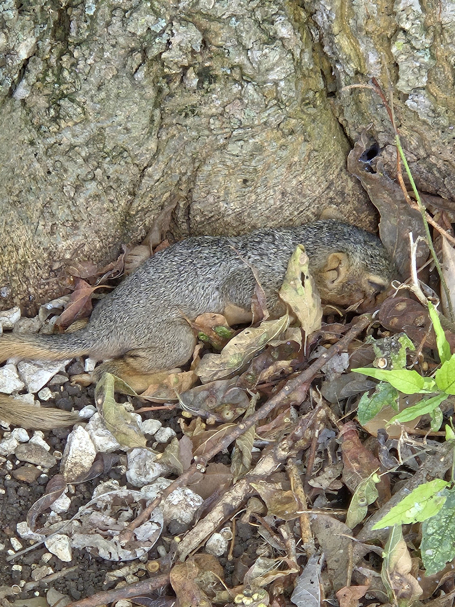 Midlothian Animal Shelter Midlothian