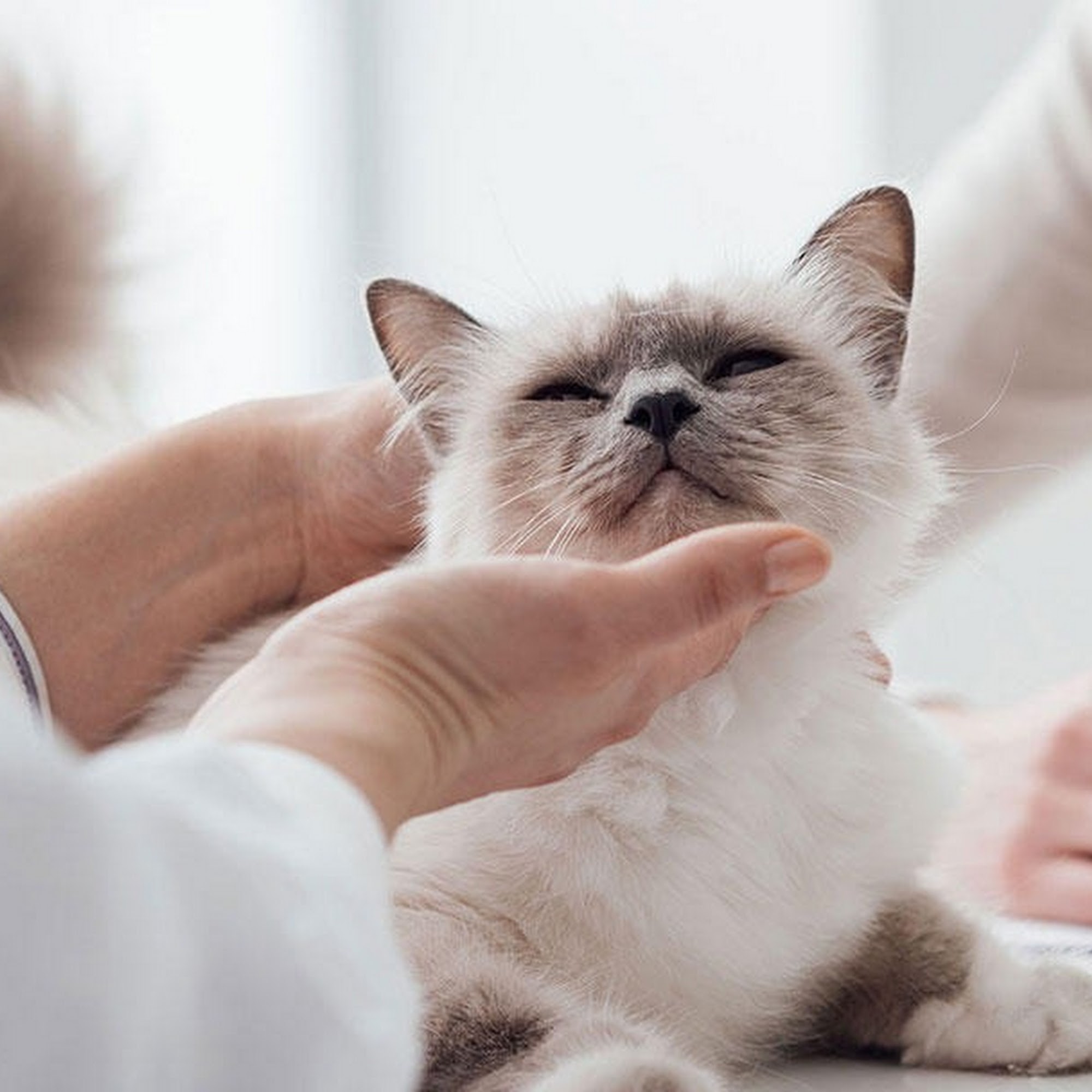 Millsap Veterinary Clinic Millsap