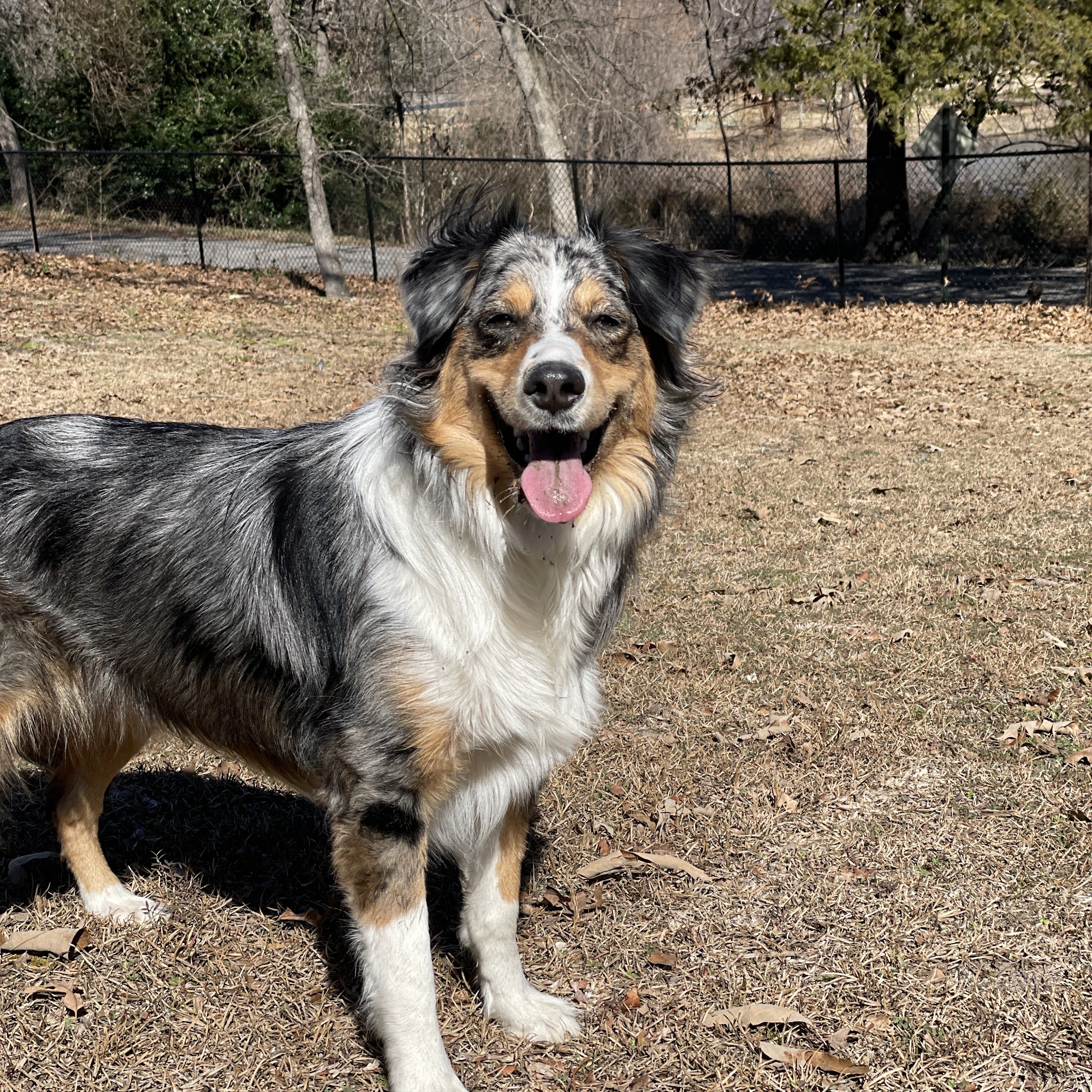 Lake Country Animal Clinic PLLC Mineola