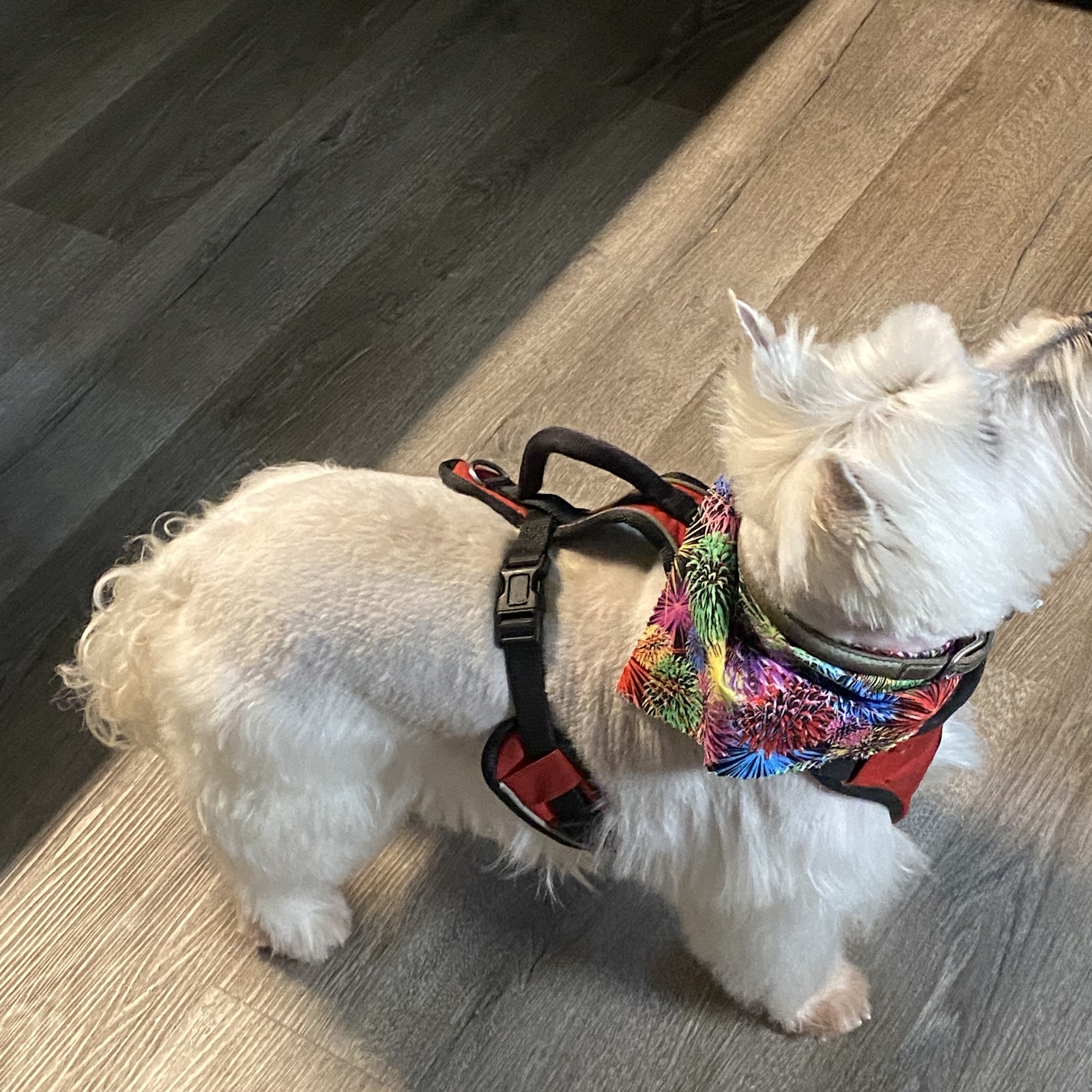 Paw Patch Pet Grooming Mineola