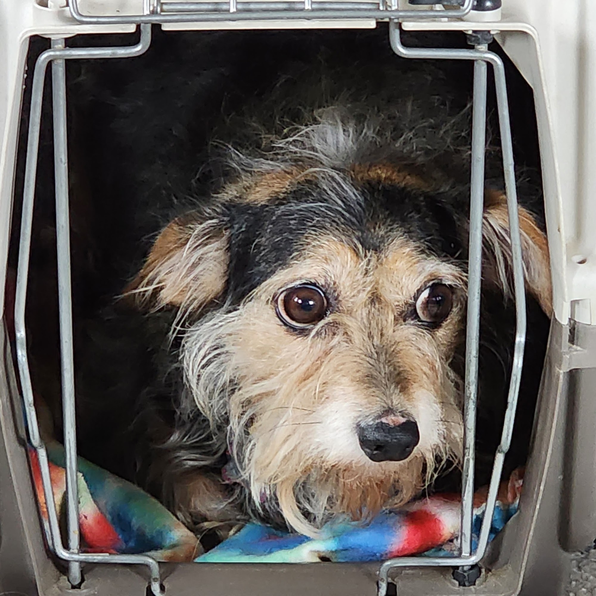 Pet Western Animal Hospital Mineral Wells