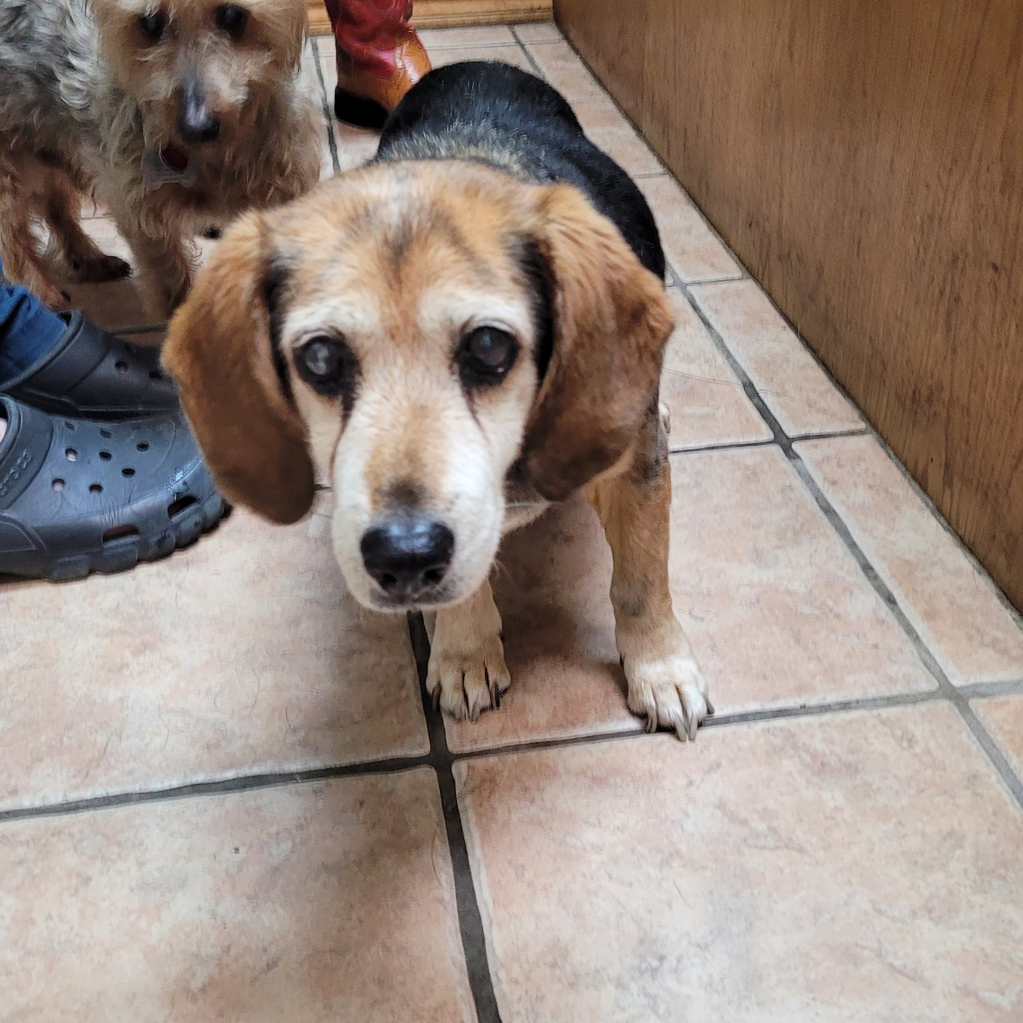 Brazos Animal Hospital Mineral Wells