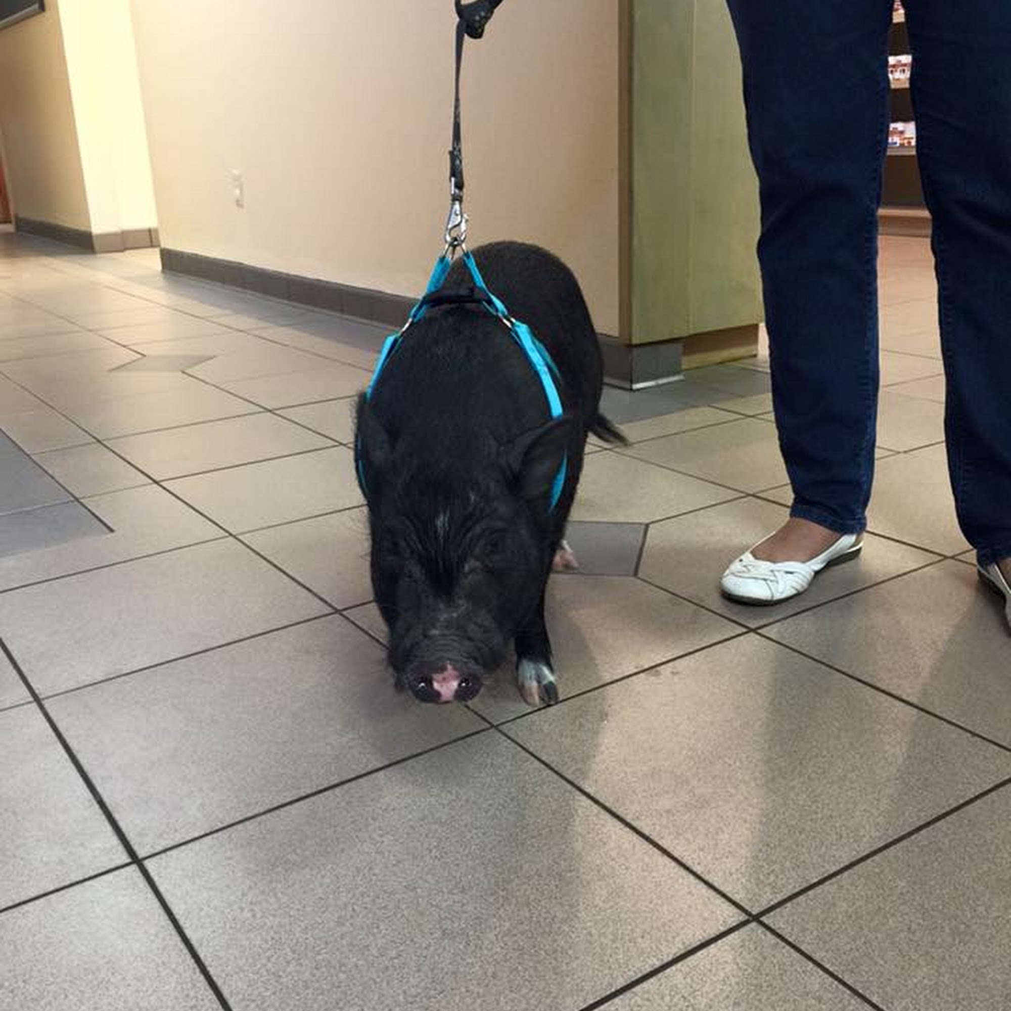 Mission Veterinary Hospital Mission