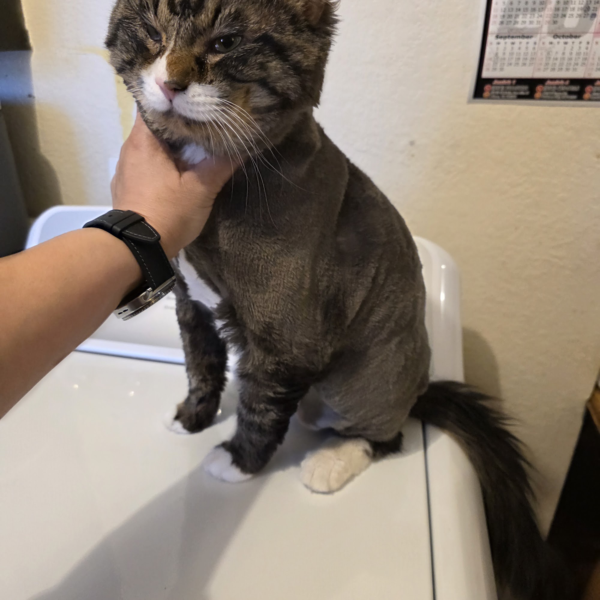 Kirey's Pet Salon MobileGrooming Boarding Mission