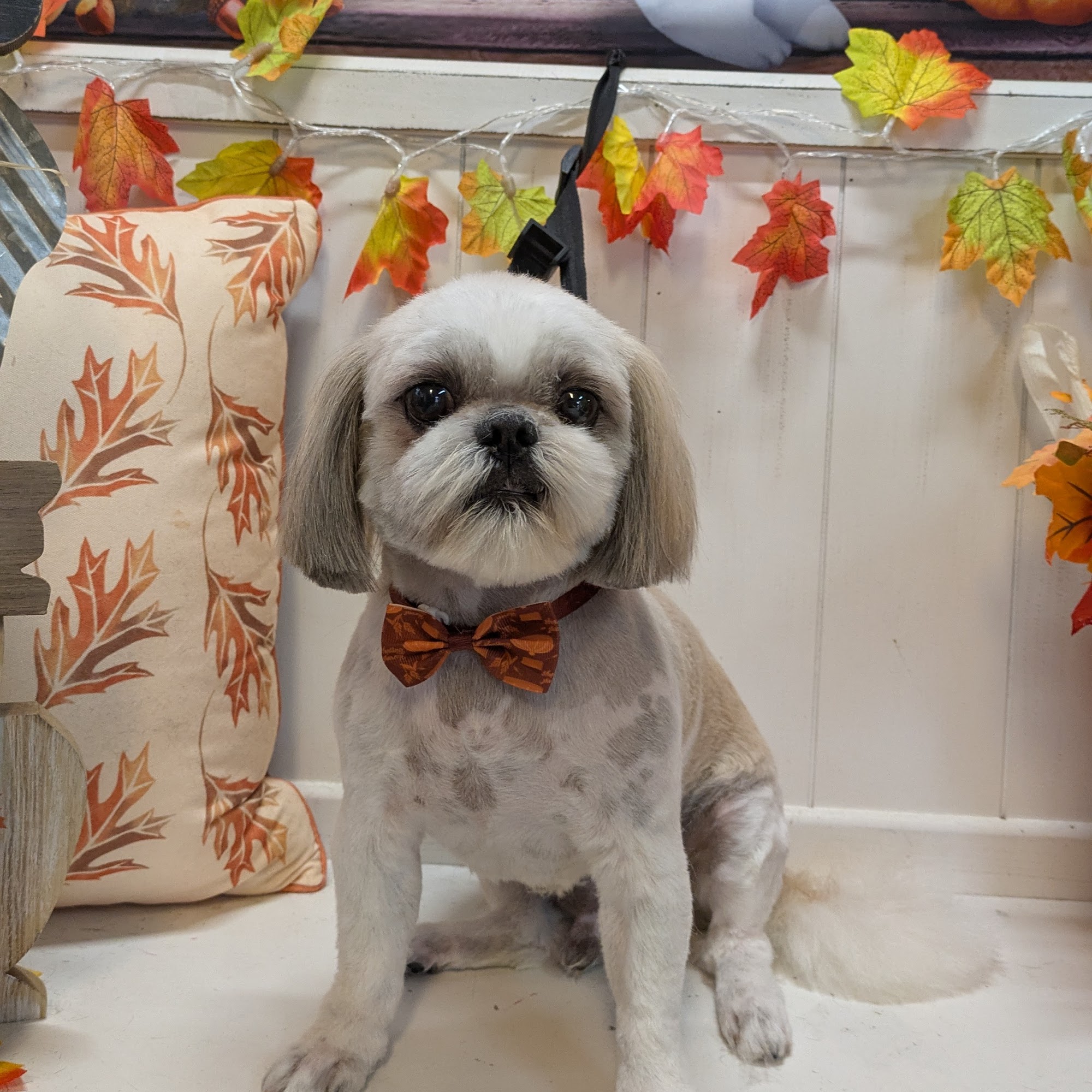 Perfect Paws Mission