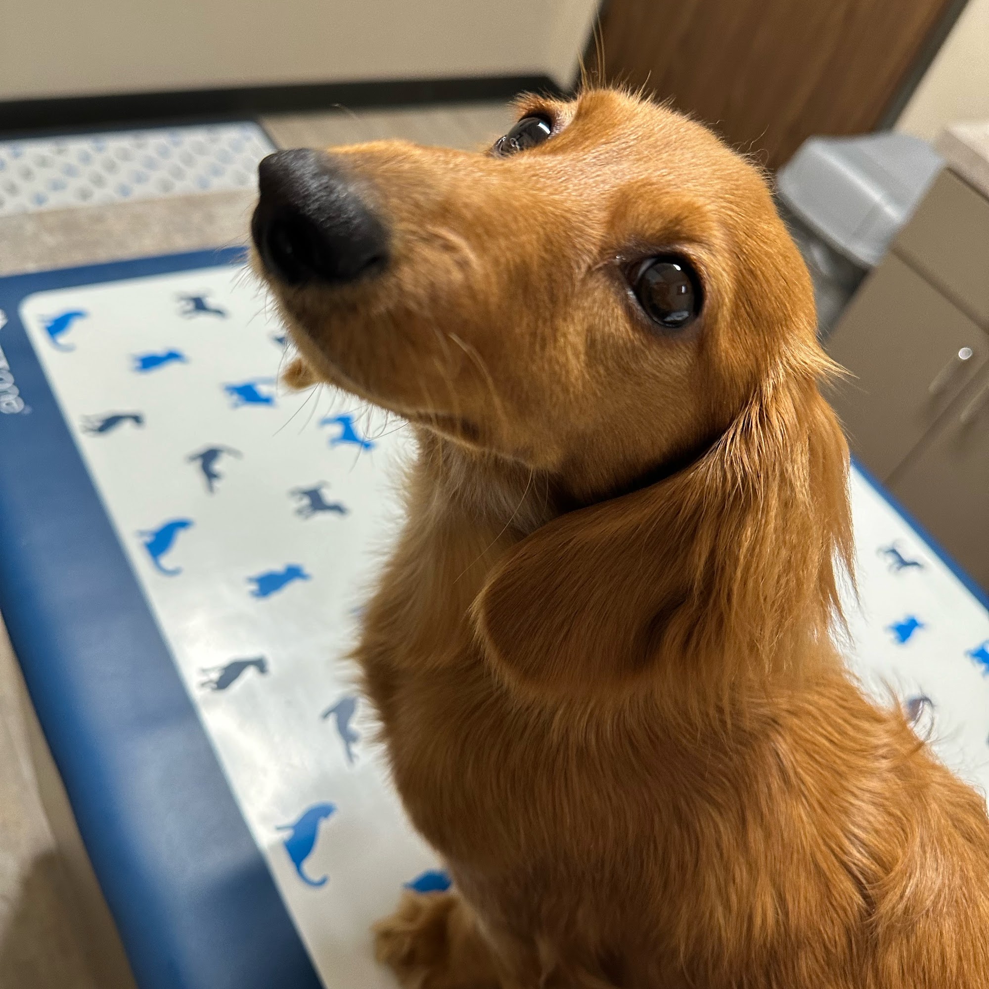 Barbers Hill Animal Hospital Mont Belvieu