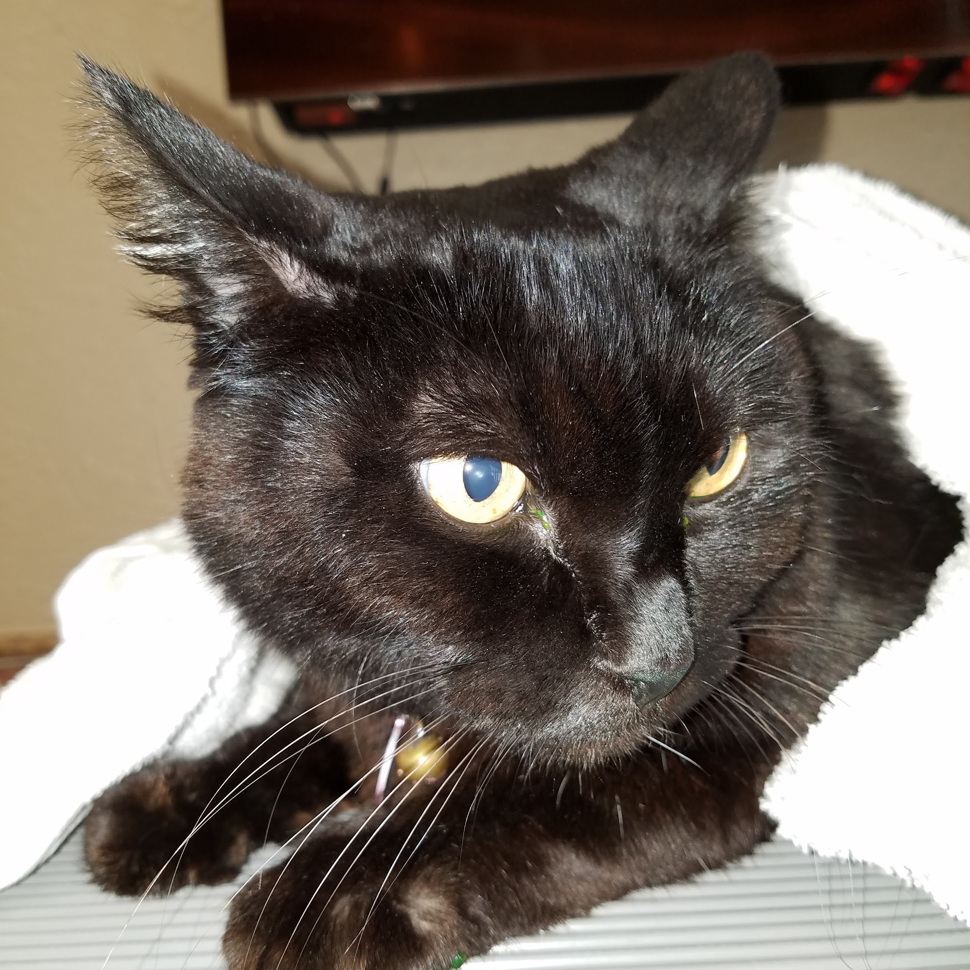 Western Hills Animal Medical & Surgical Clinic Montgomery