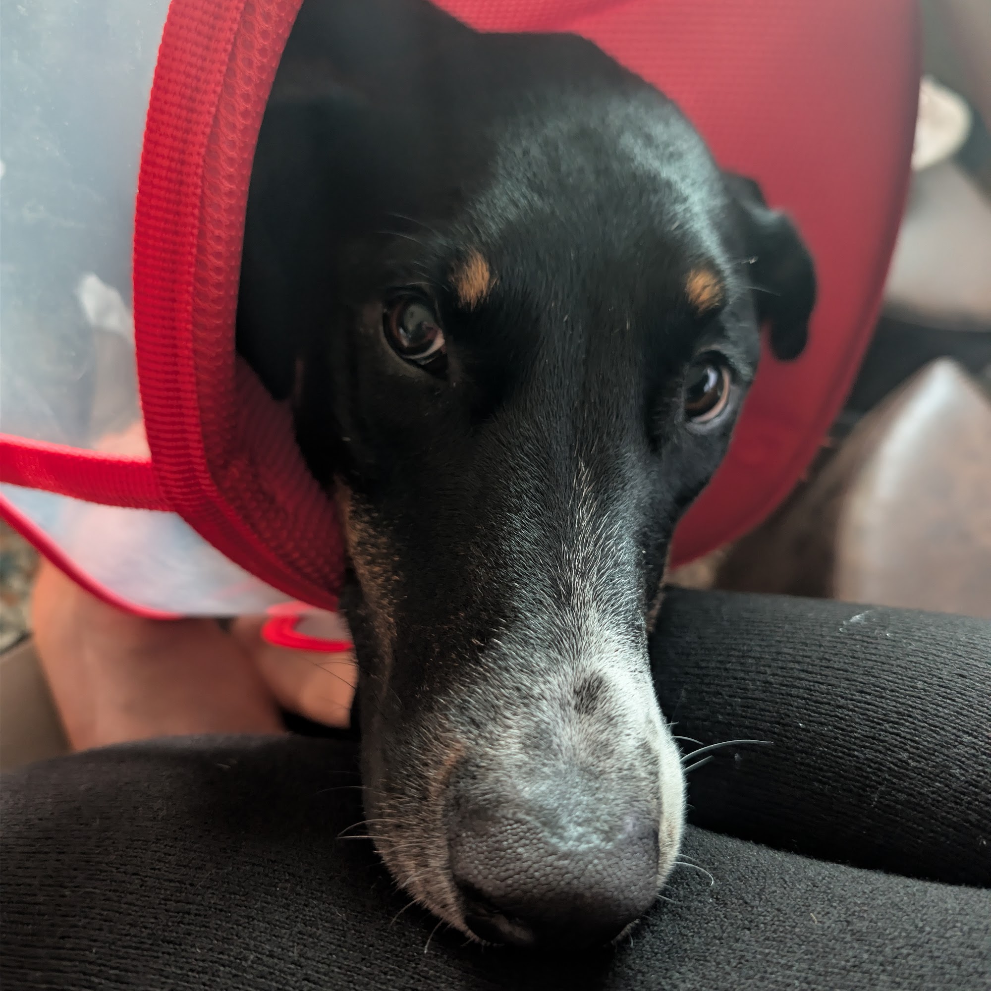 Animal Hospital of Montgomery: Joey L Romero DVM Montgomery