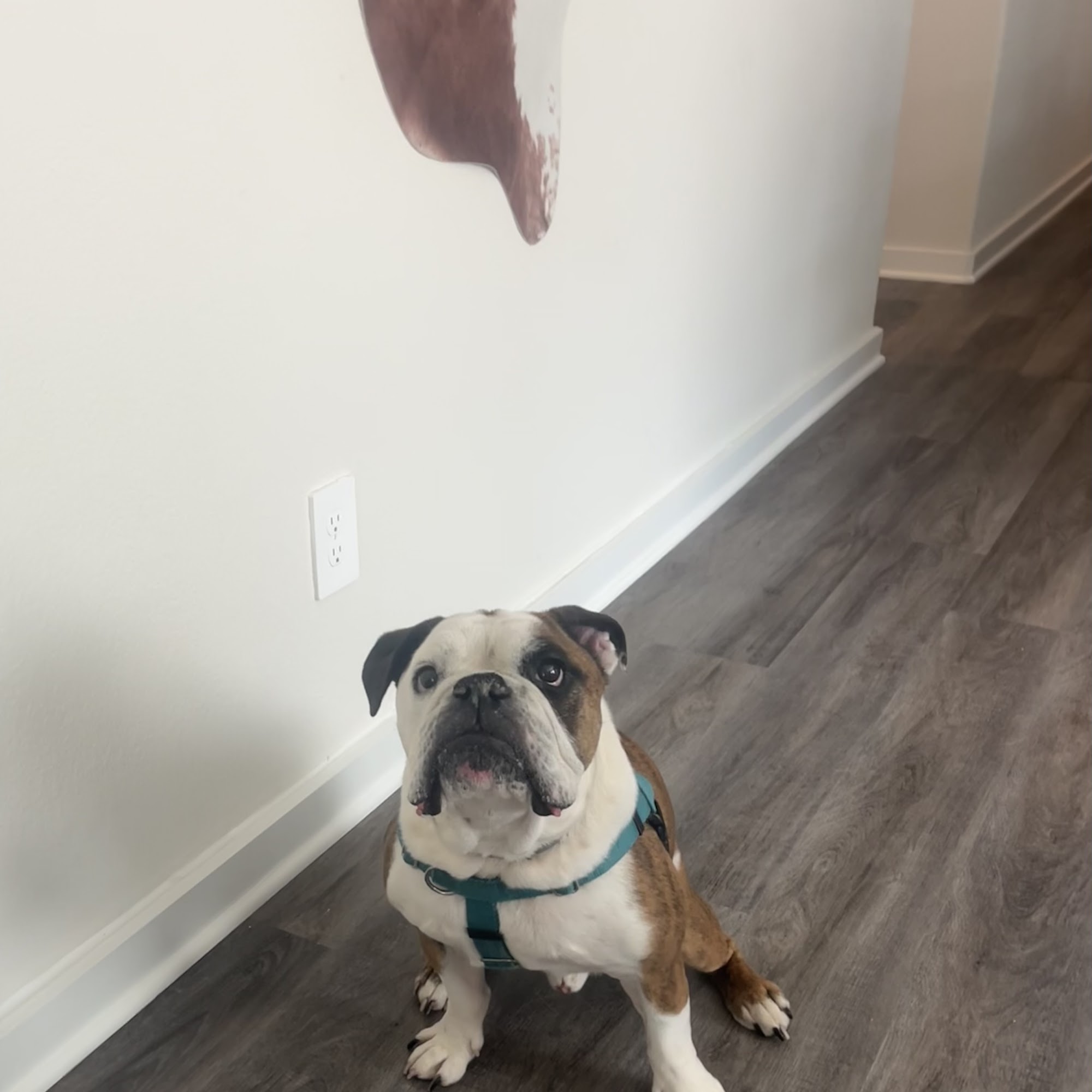 Animal Hospital of Montgomery Montgomery