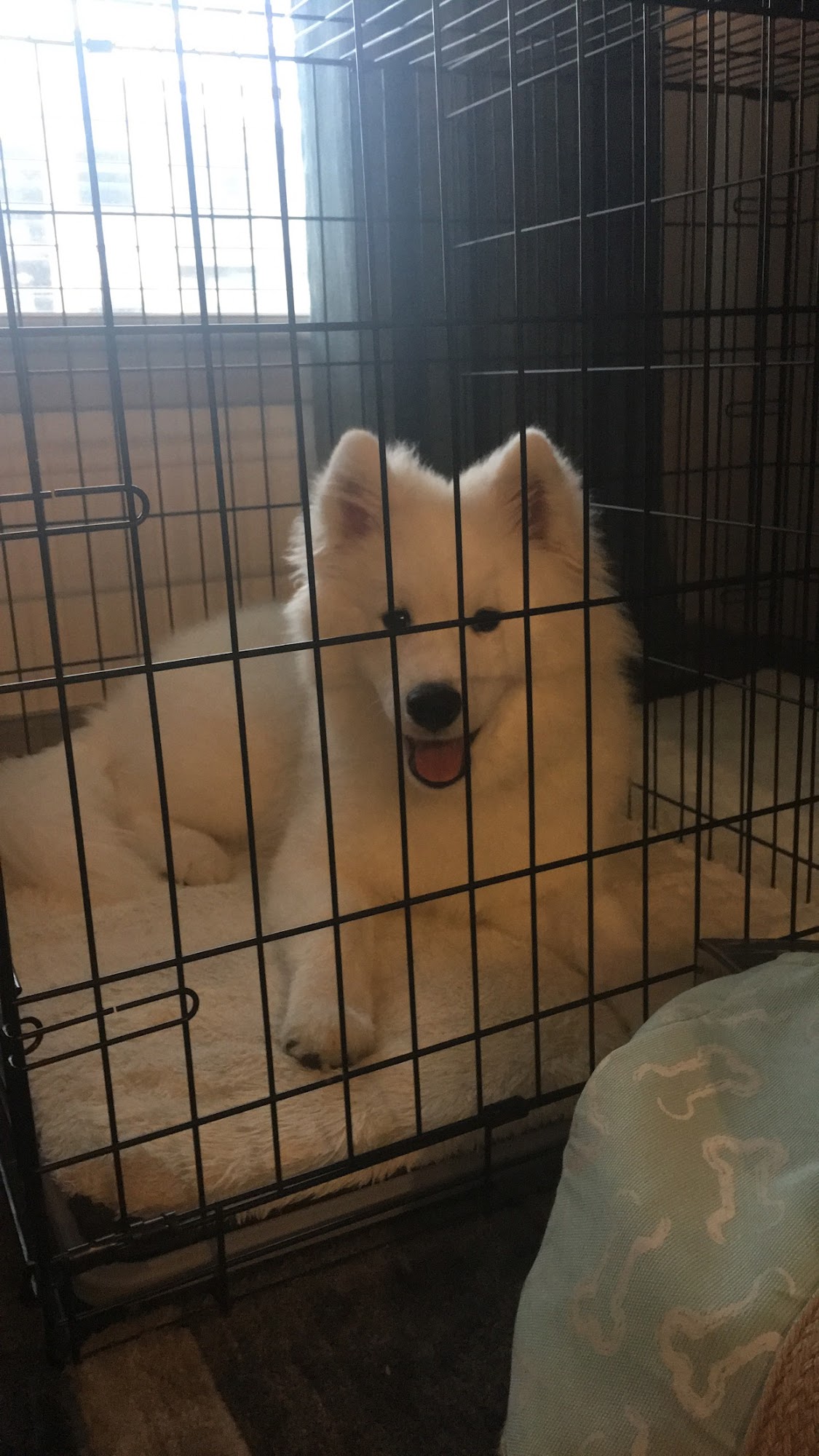 Koba's Four Paws Institute, LLC Montgomery