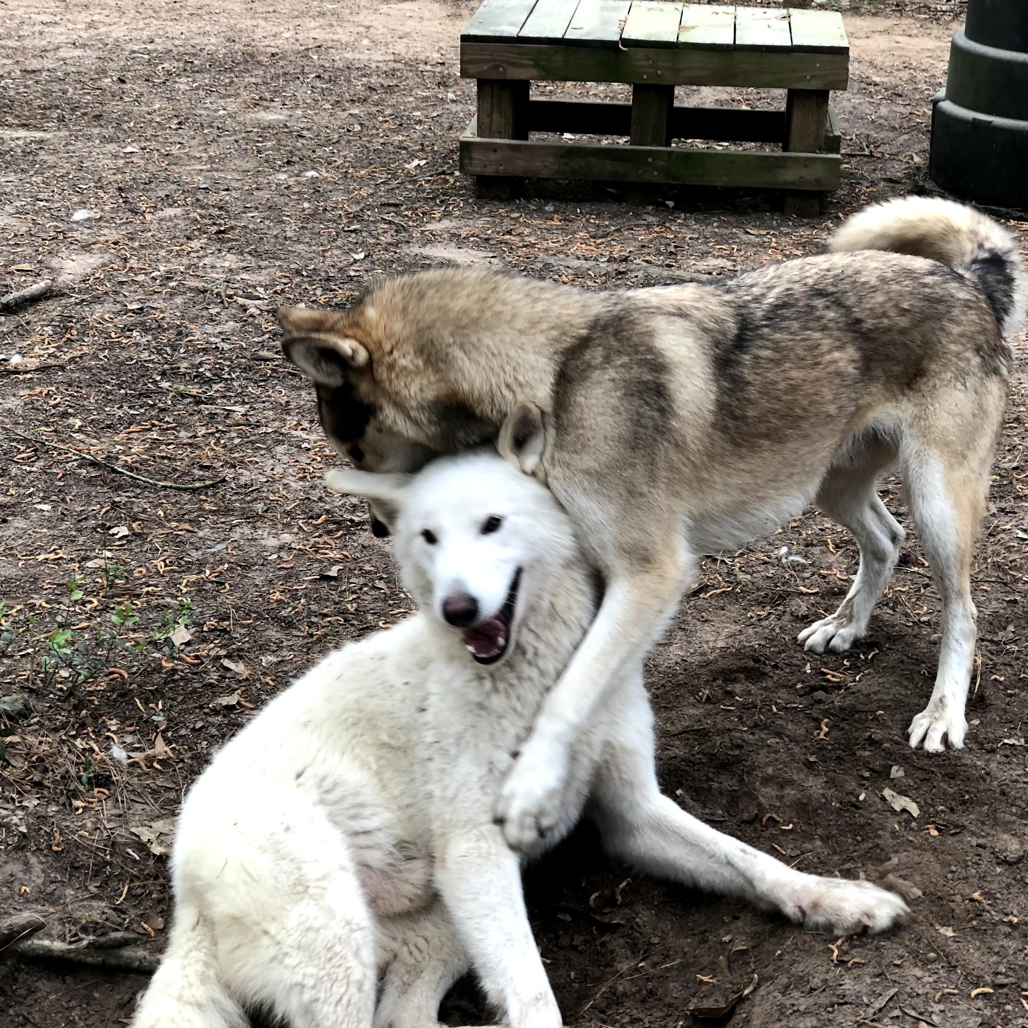 Texas Wolfdog Project & Shelter Montgomery