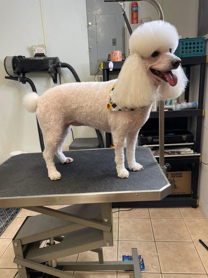 Robert's Pet Parlor Montgomery