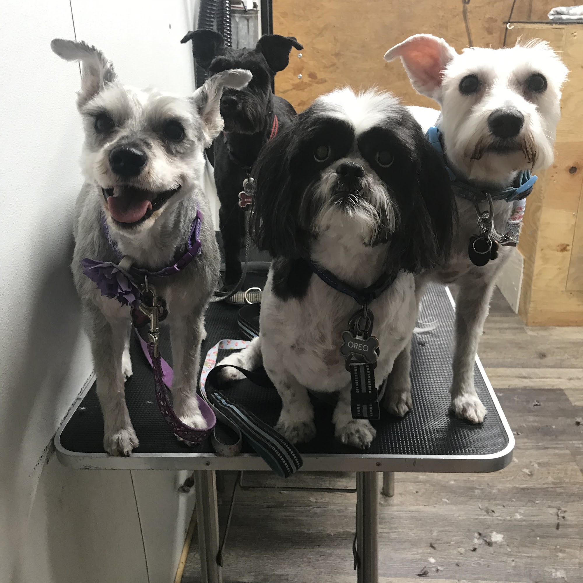 Trow Ranch Mobile Pet Grooming Montgomery