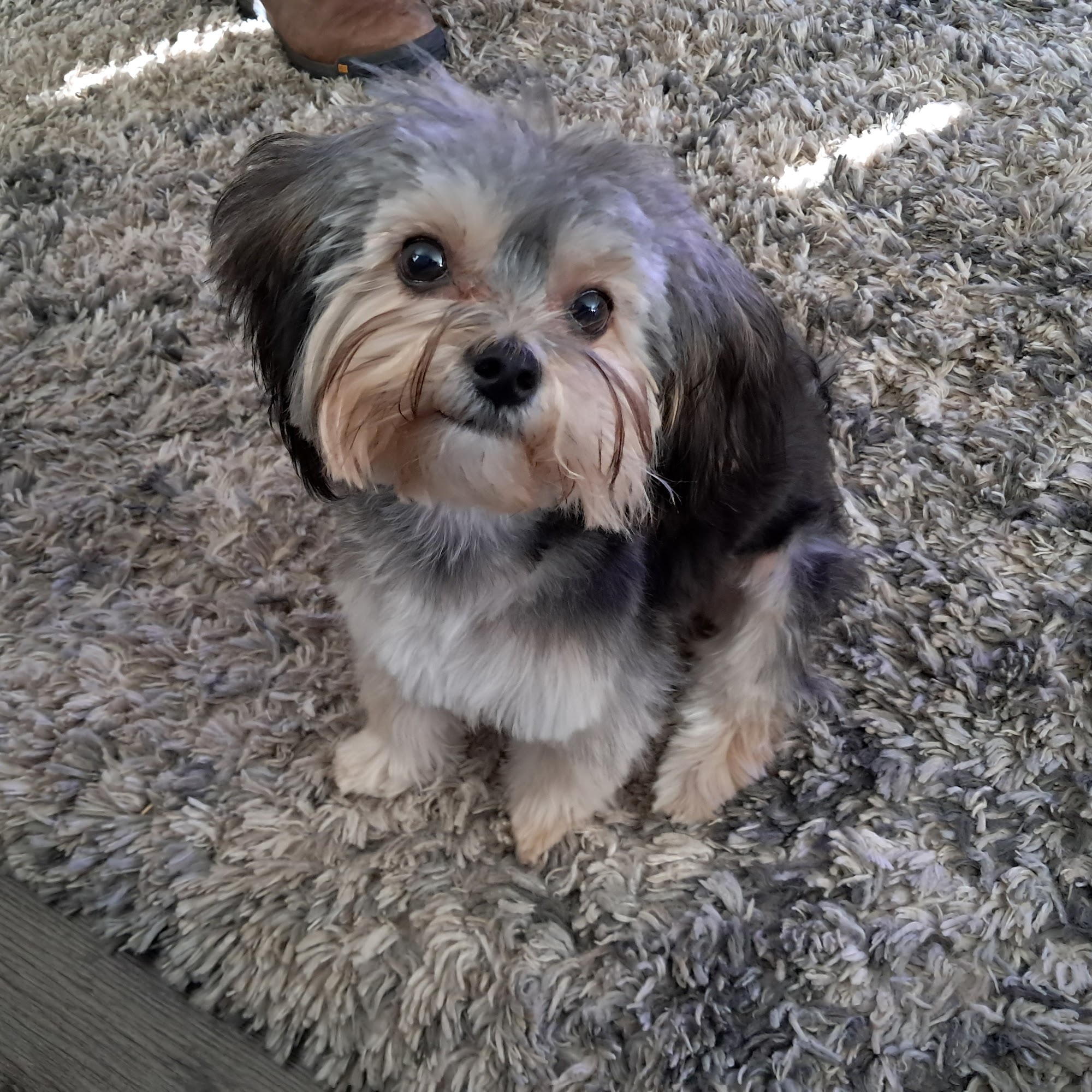 Clippendales Montgomery