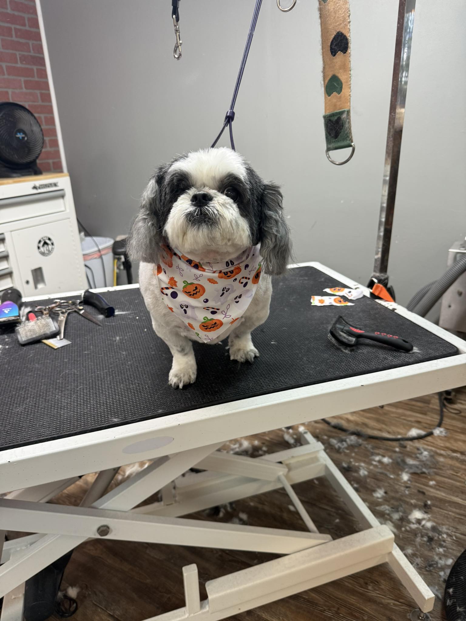 BJ's Dawg House LLC Montgomery