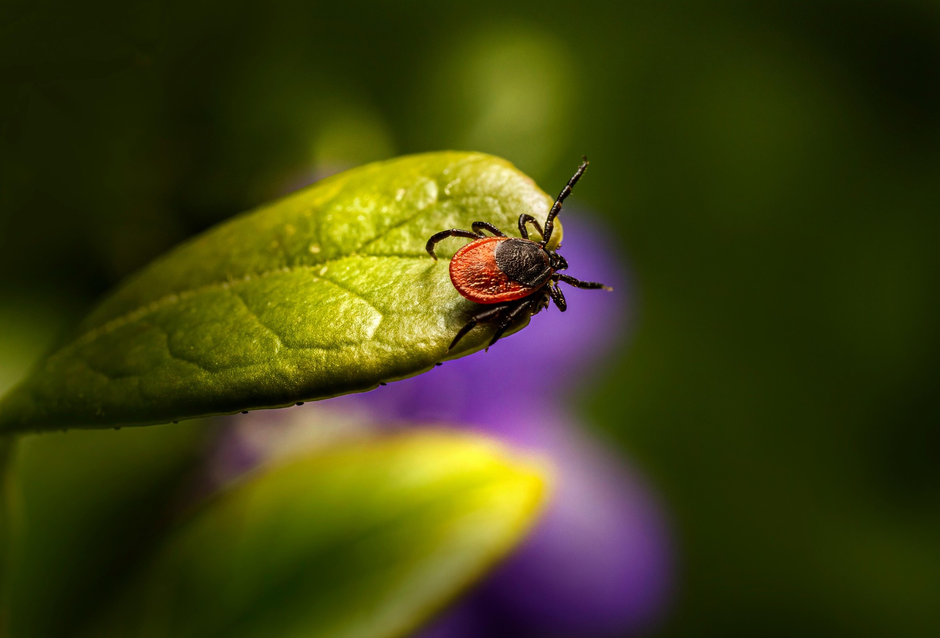 Cypress Creek Pest Control