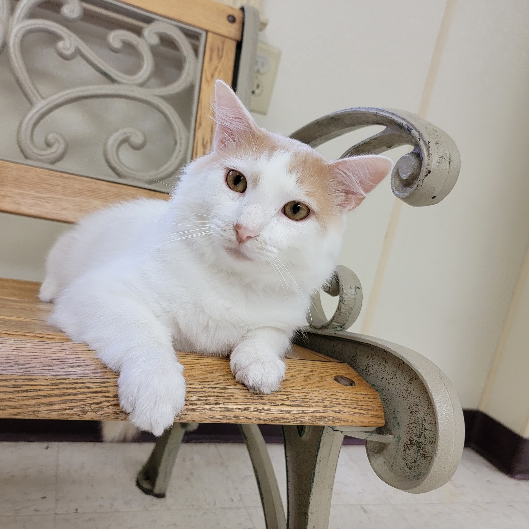 Mt Pleasant Animal Clinic Mount Pleasant