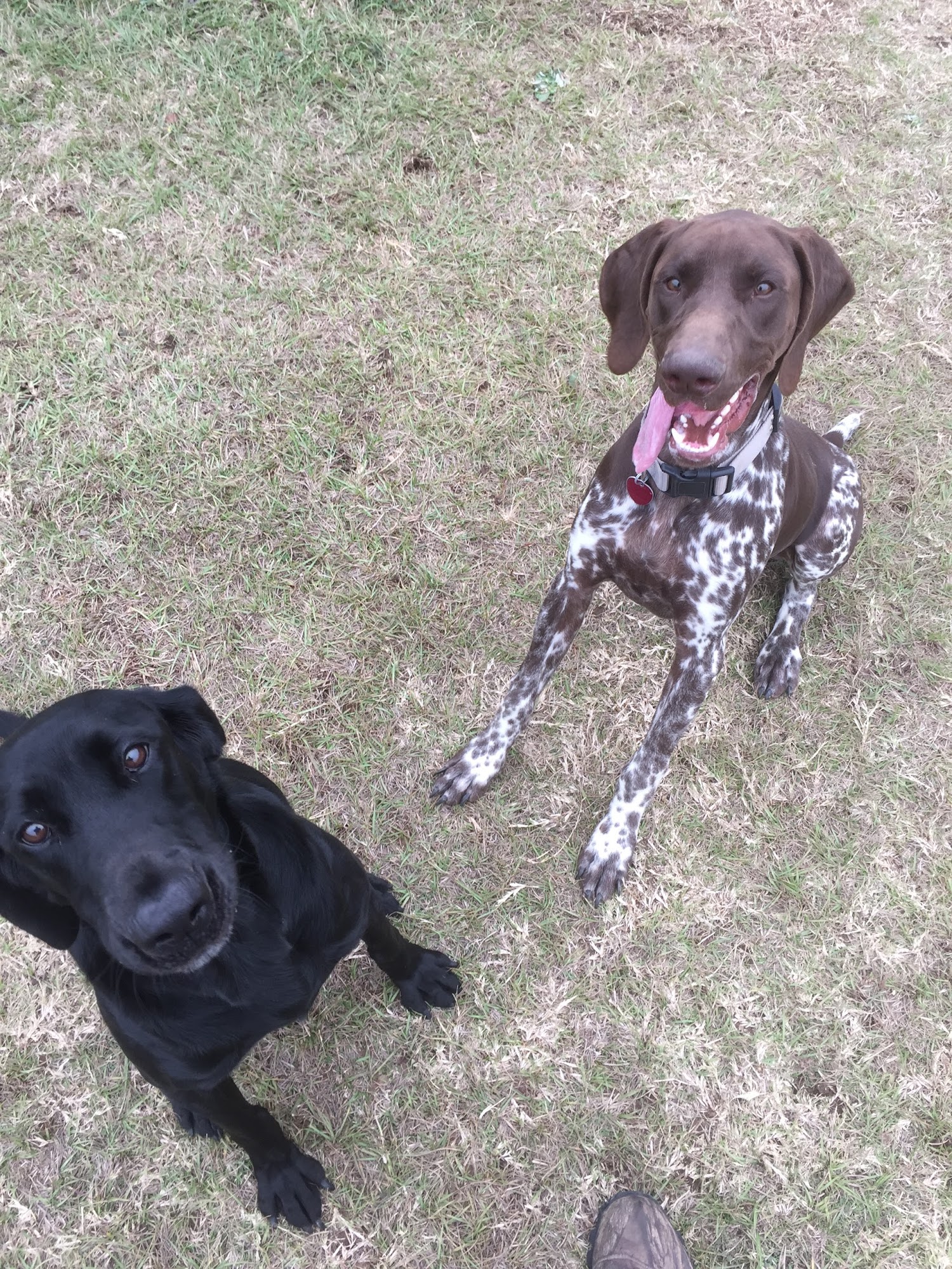 Liberty Ranch Canine Mount Pleasant