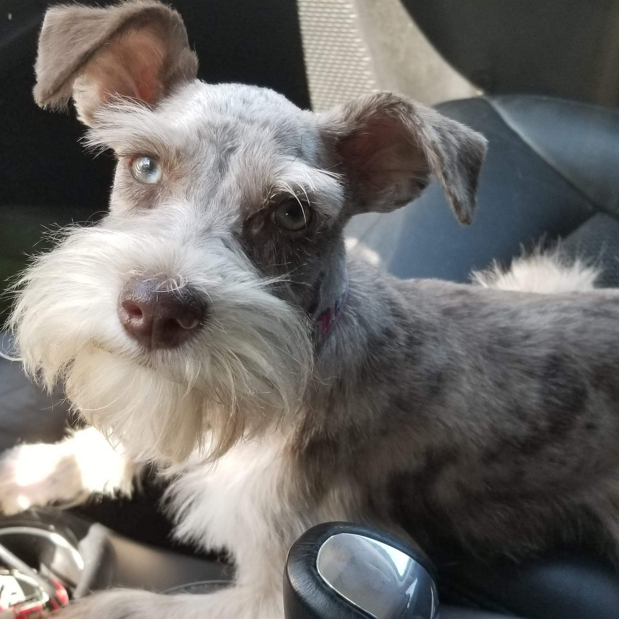 Durant poochie parlor Mount Pleasant
